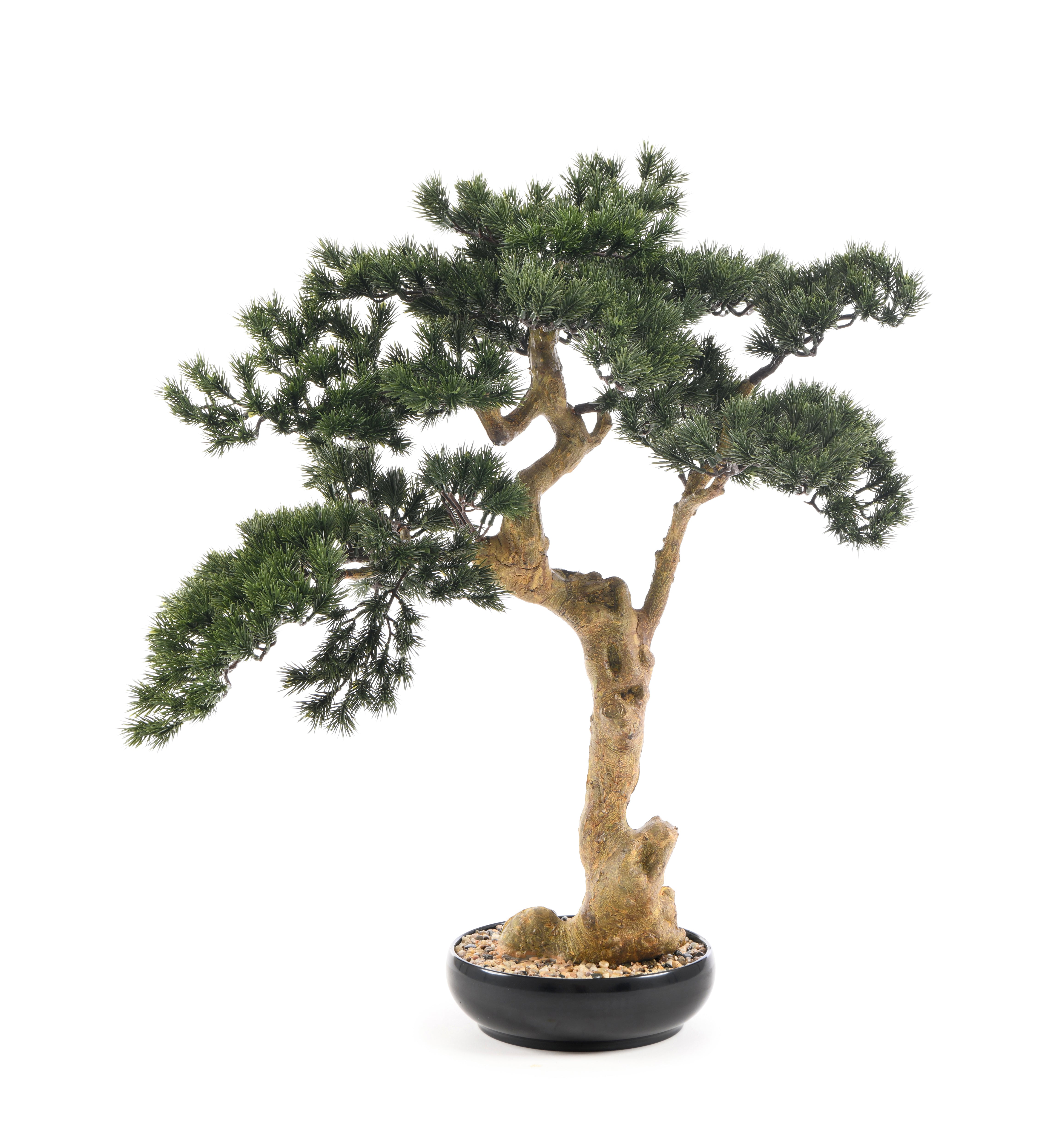 Pinus Bonsai. 85 cm