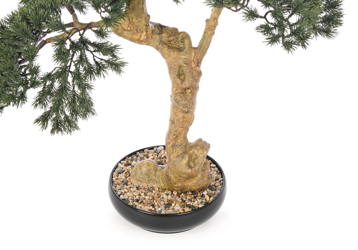 Pinus Bonsai. 85 cm
