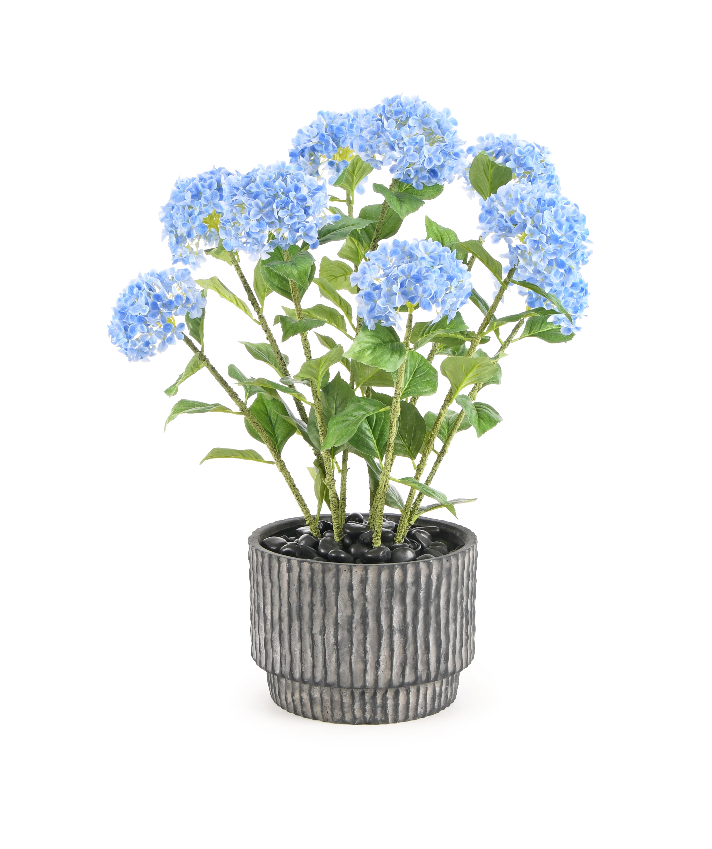 Hydrangea Plant. 90 cm