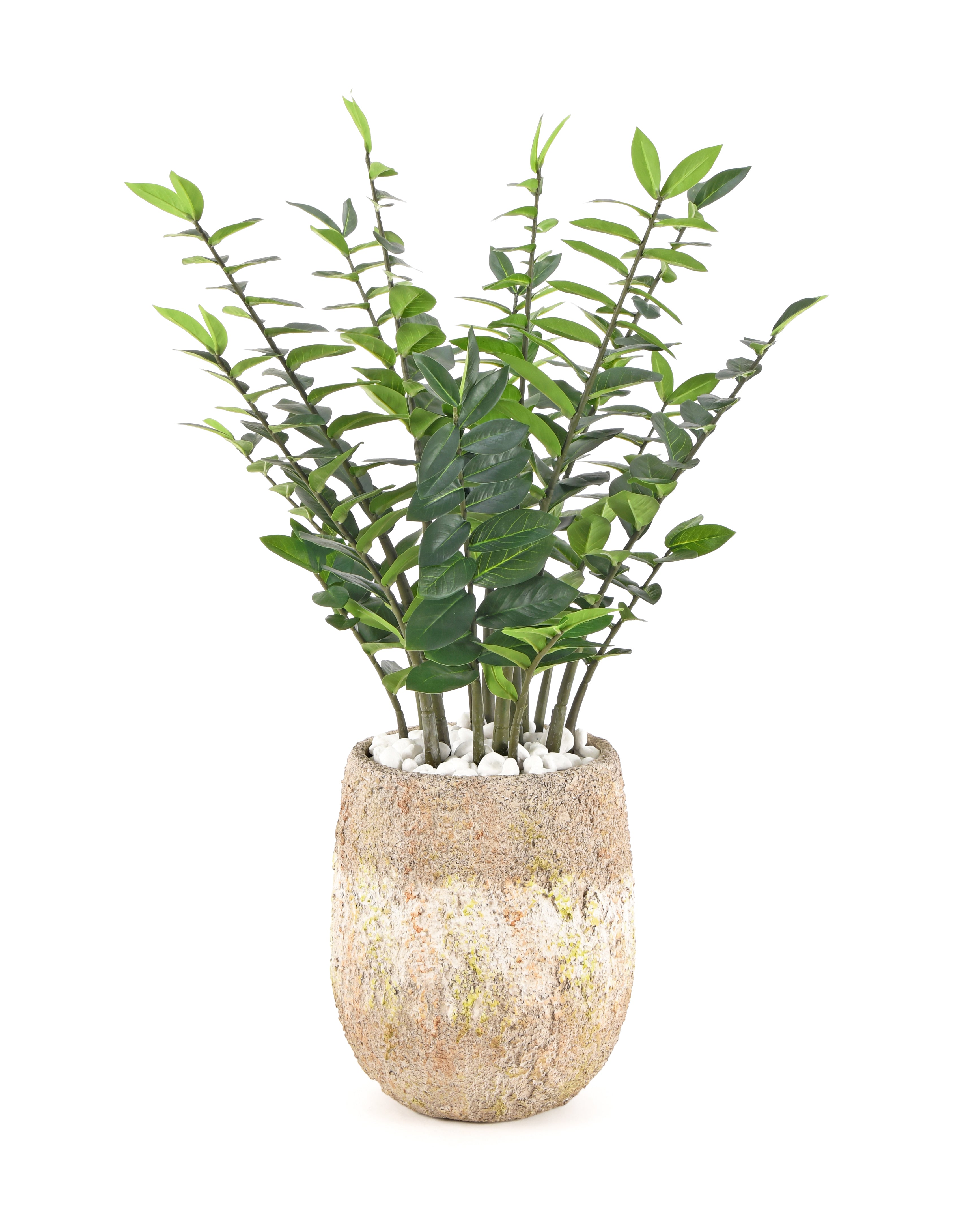 ZZ Plant. 95 cm