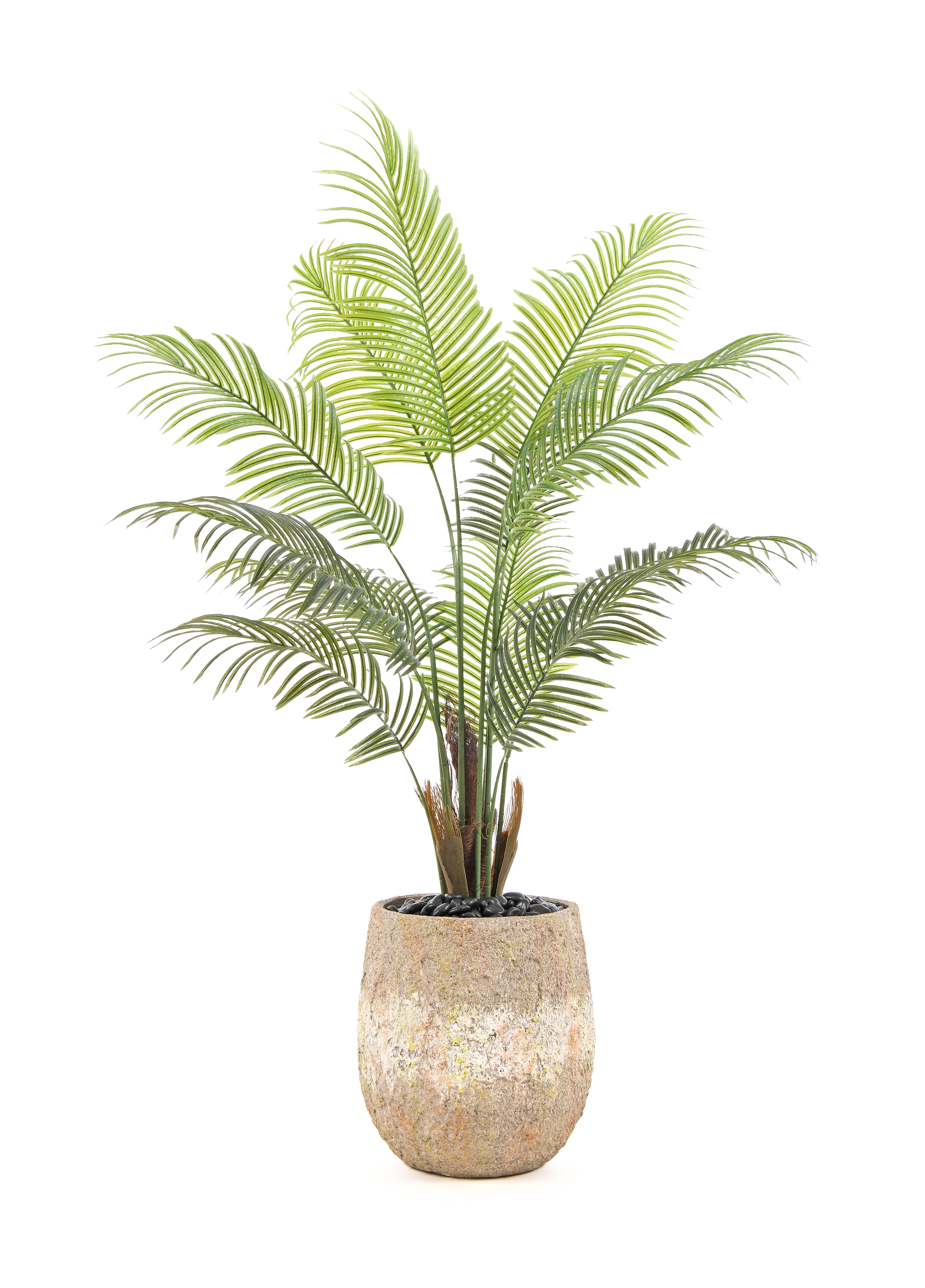 Palm Tree. 12 Trunks. 160 cm