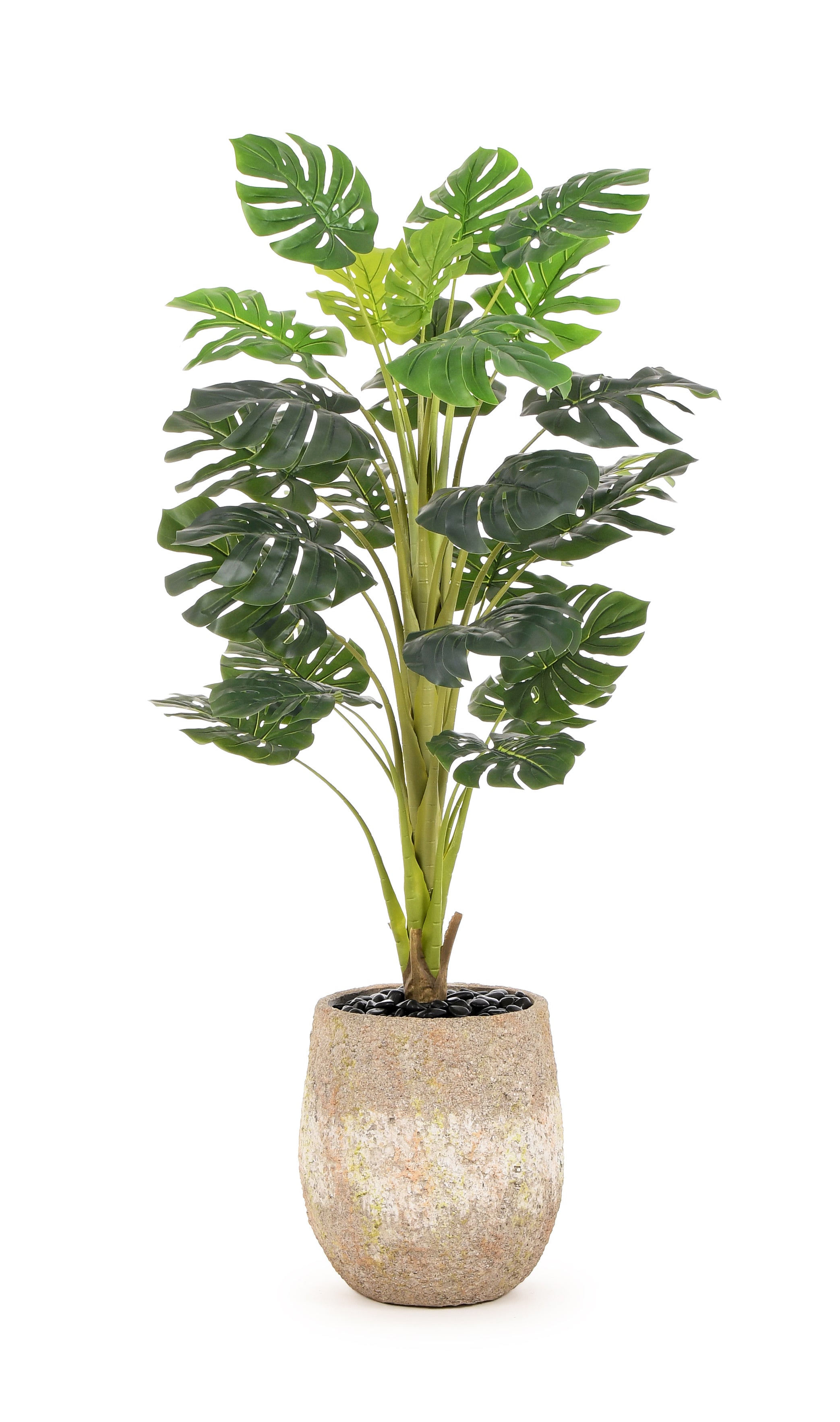 Swiss Cheese Tree. 150 cm