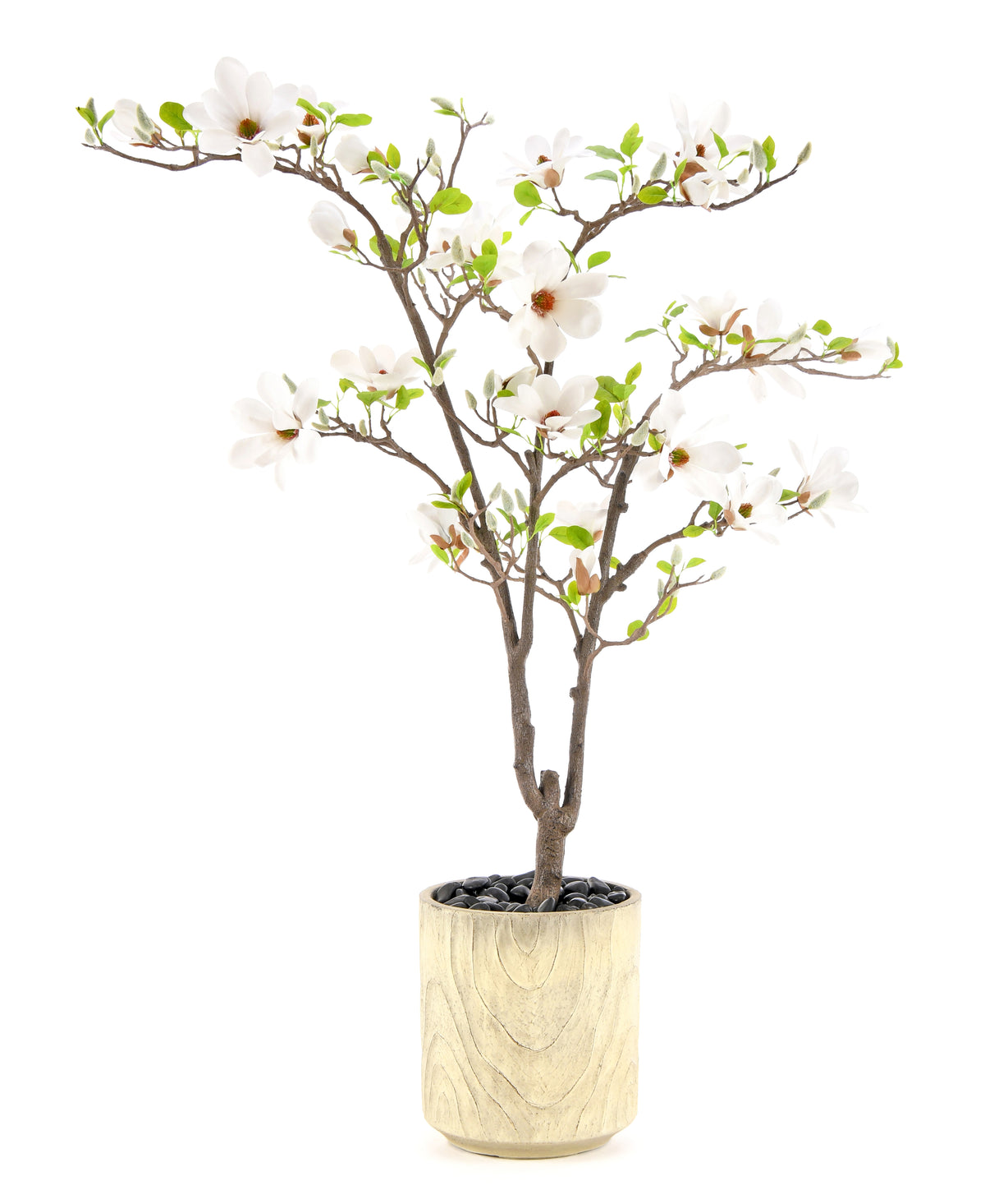 Magnolia Tree. 140 cm