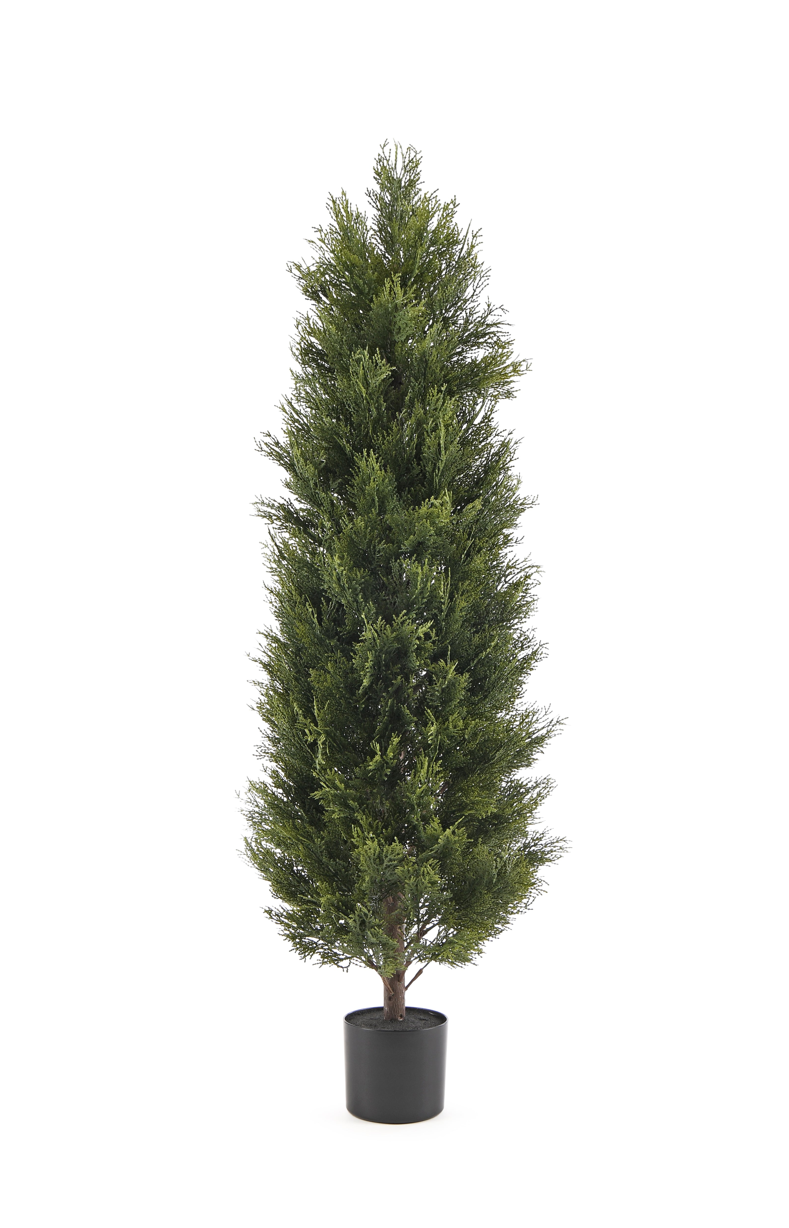Cypress Tree. 150 cm