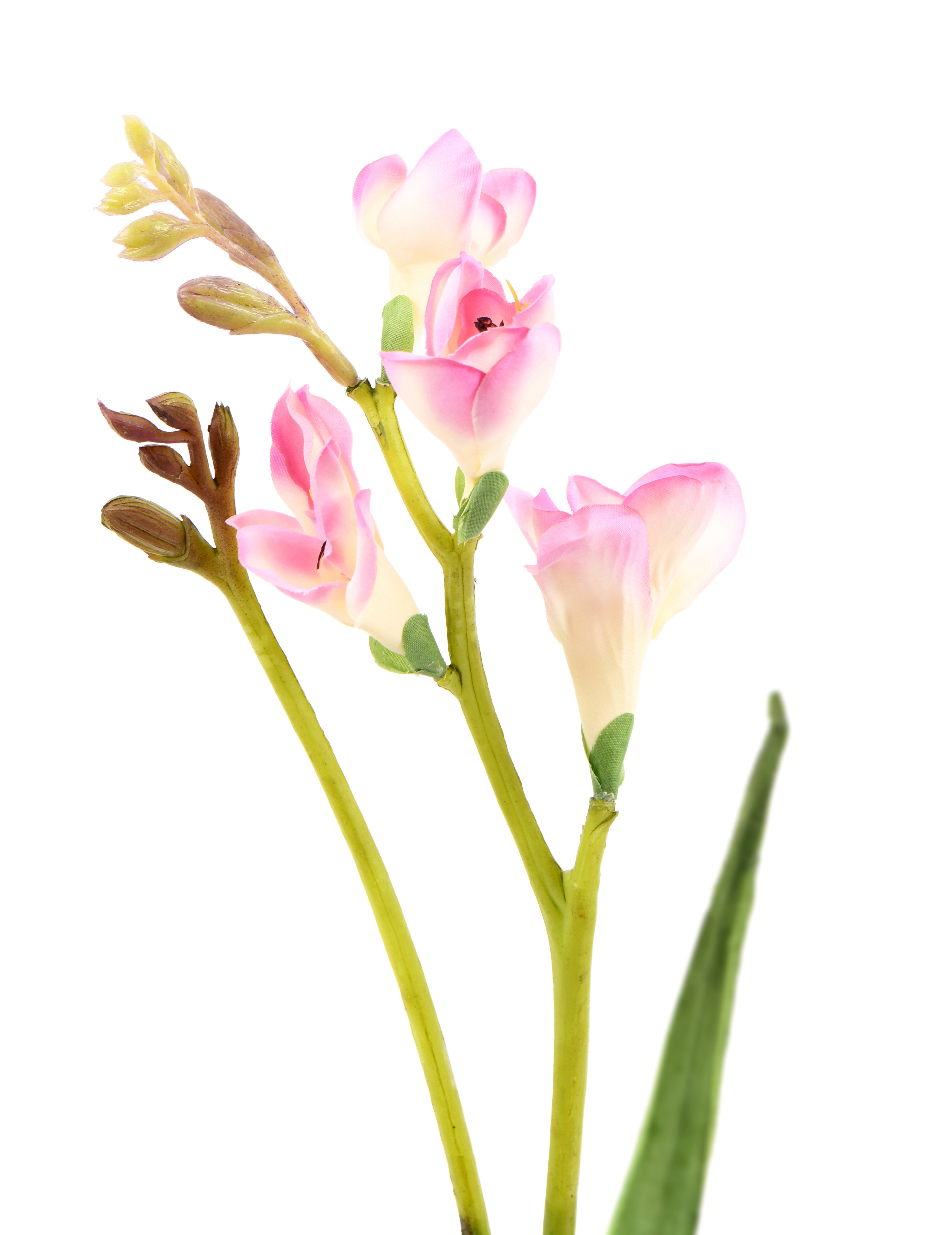 Narcissus. 57 cm
