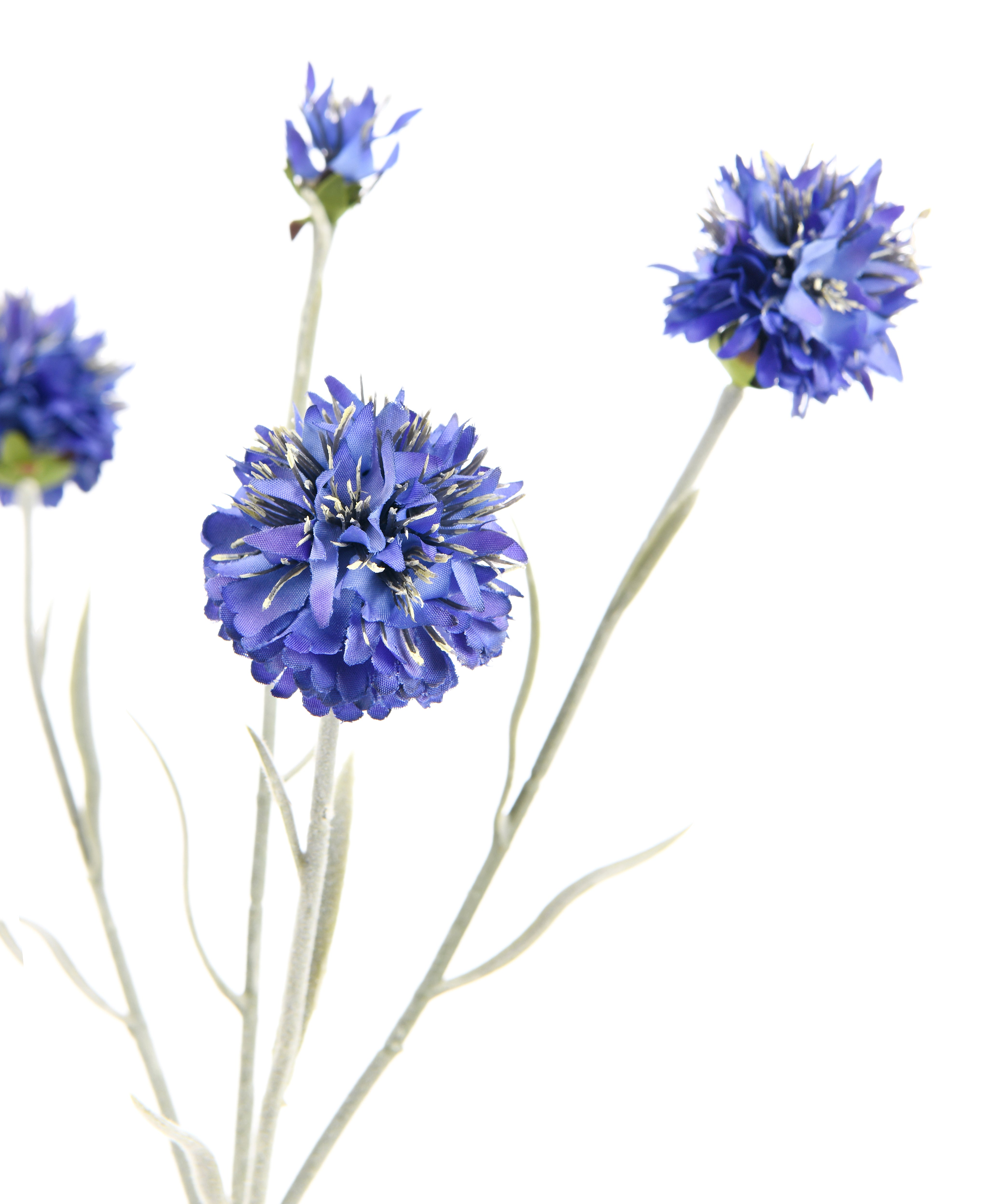 Lavender. 59 cm
