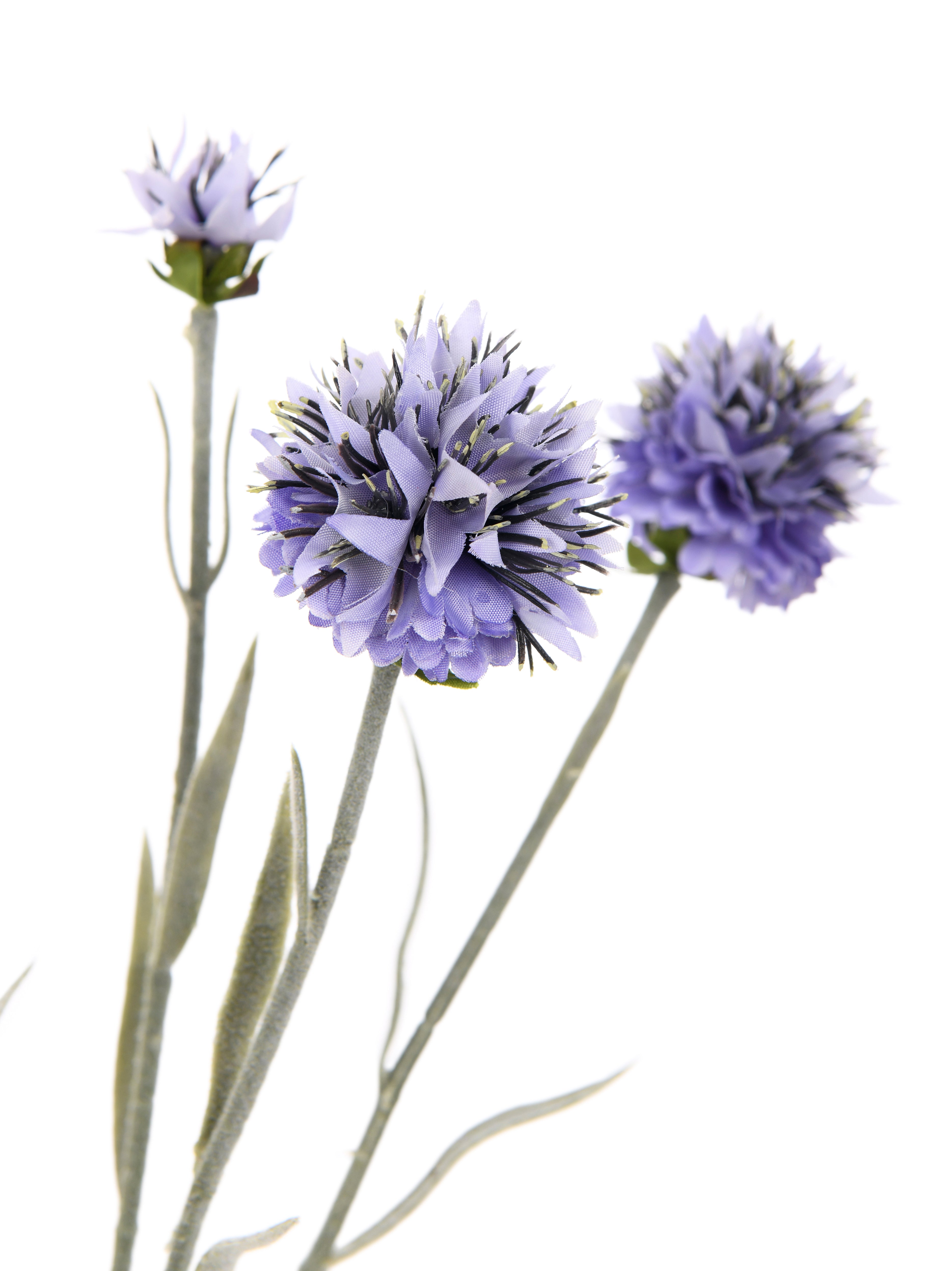 Lavender. 59 cm