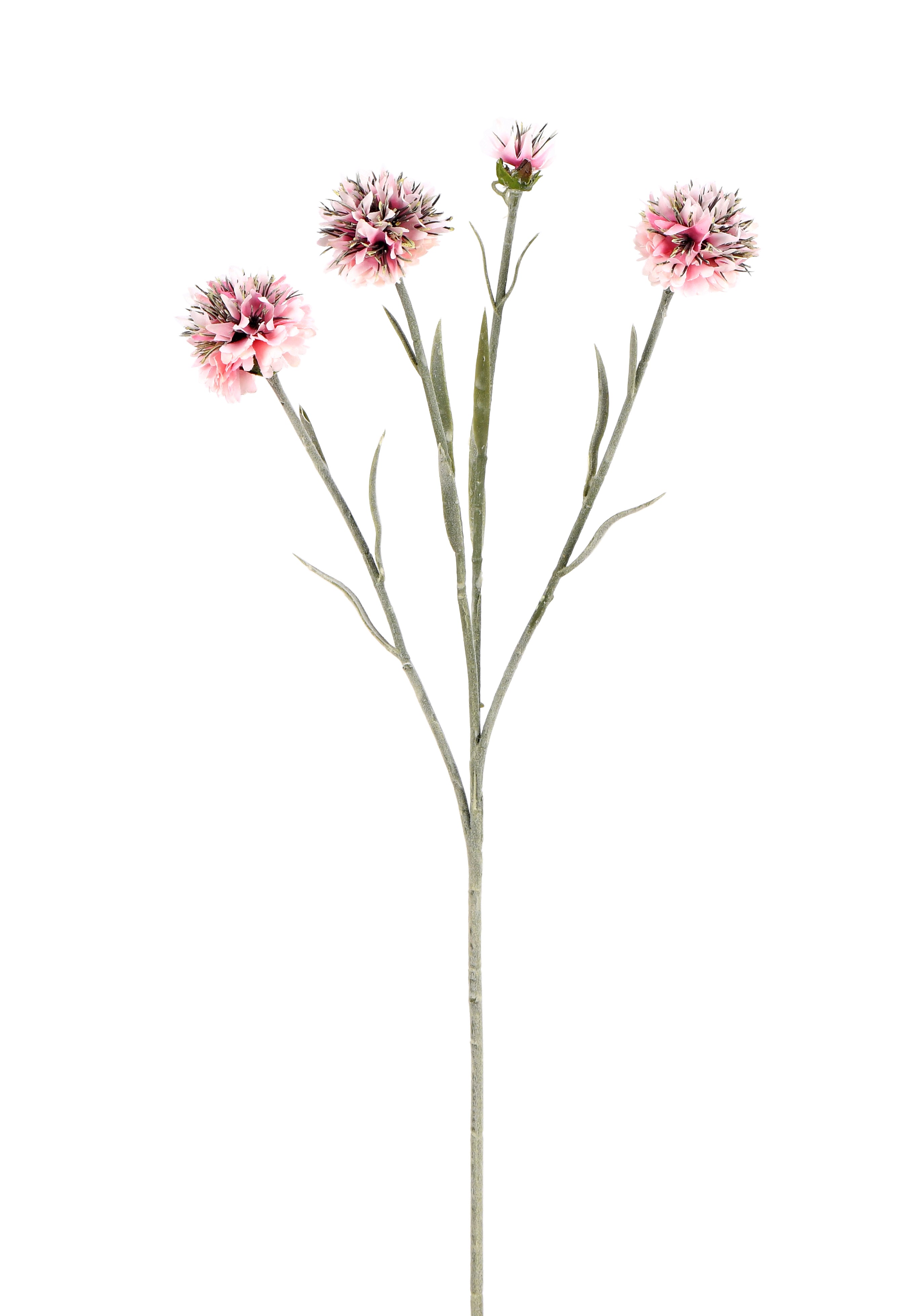 Lavender. 59 cm