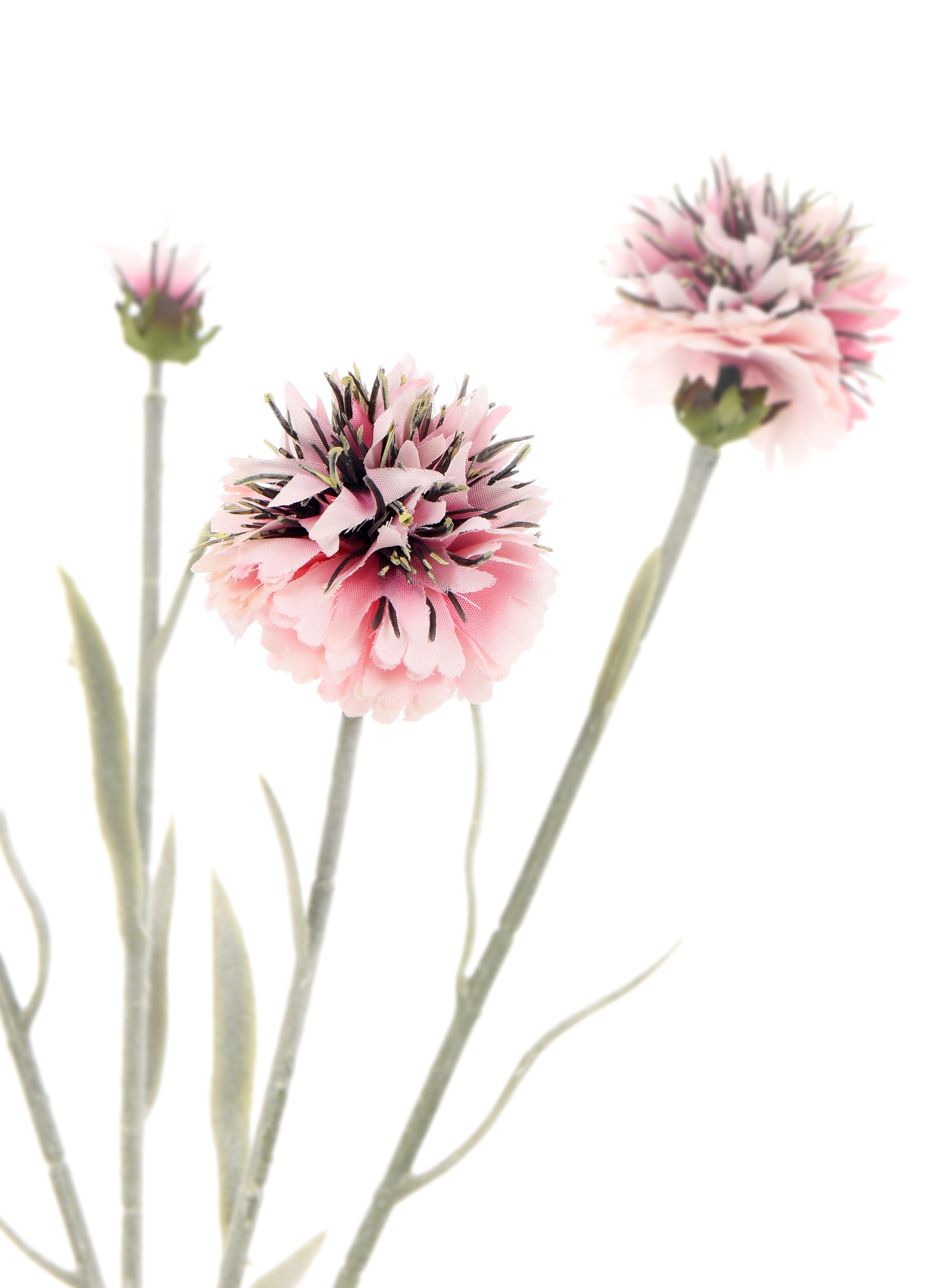 Lavender. 59 cm