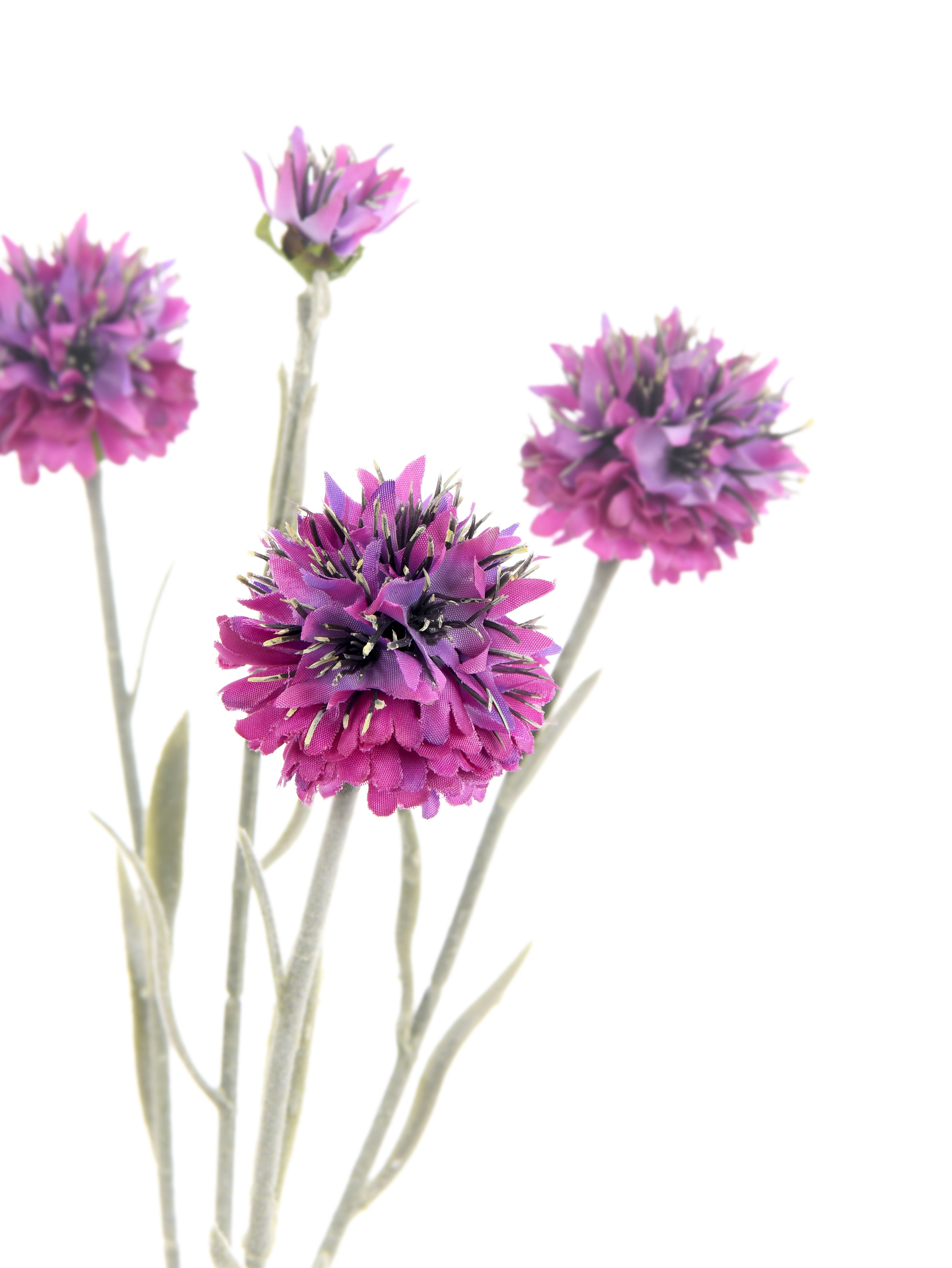 Lavender. 59 cm