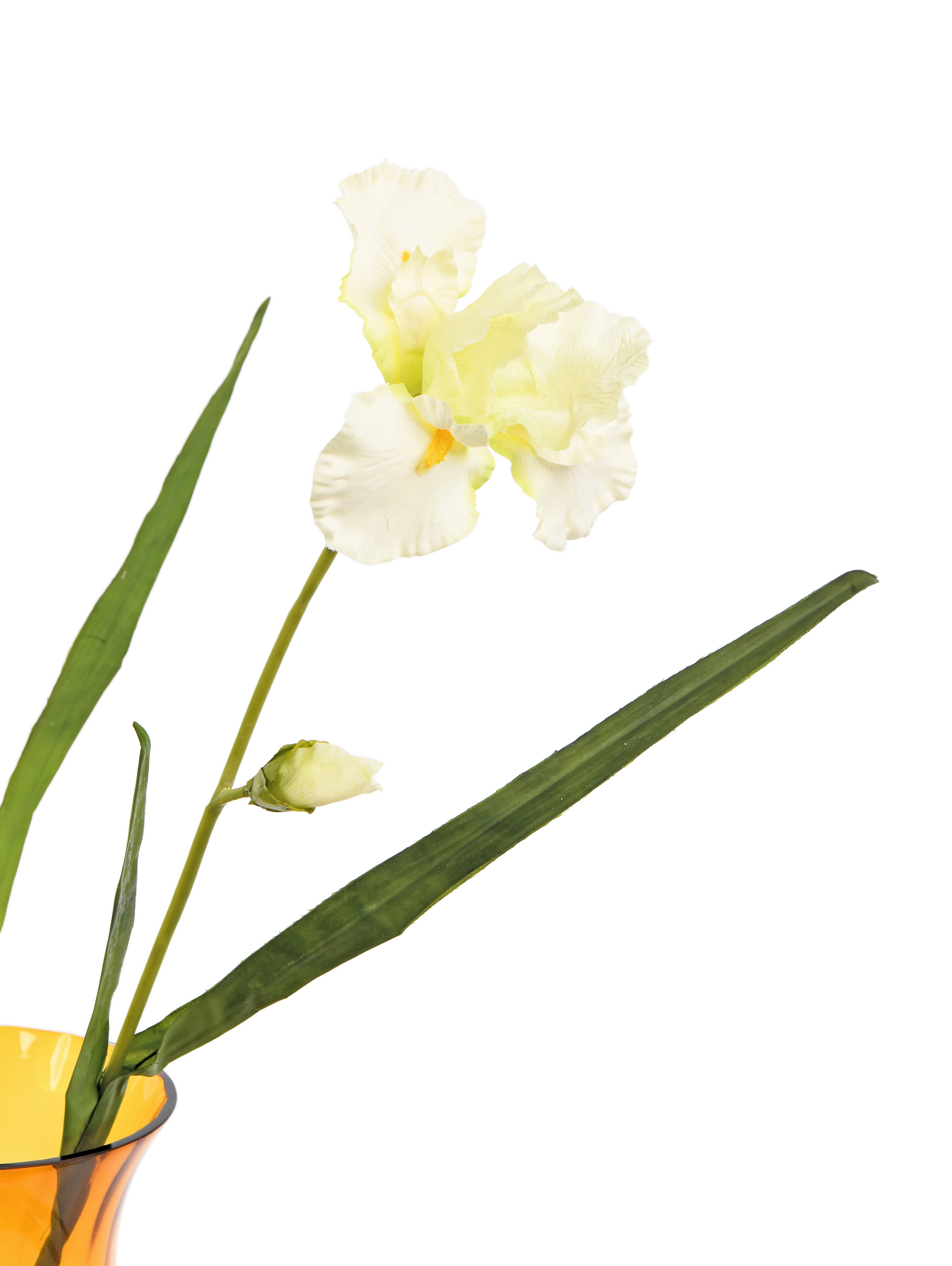 Iris. 90 cm