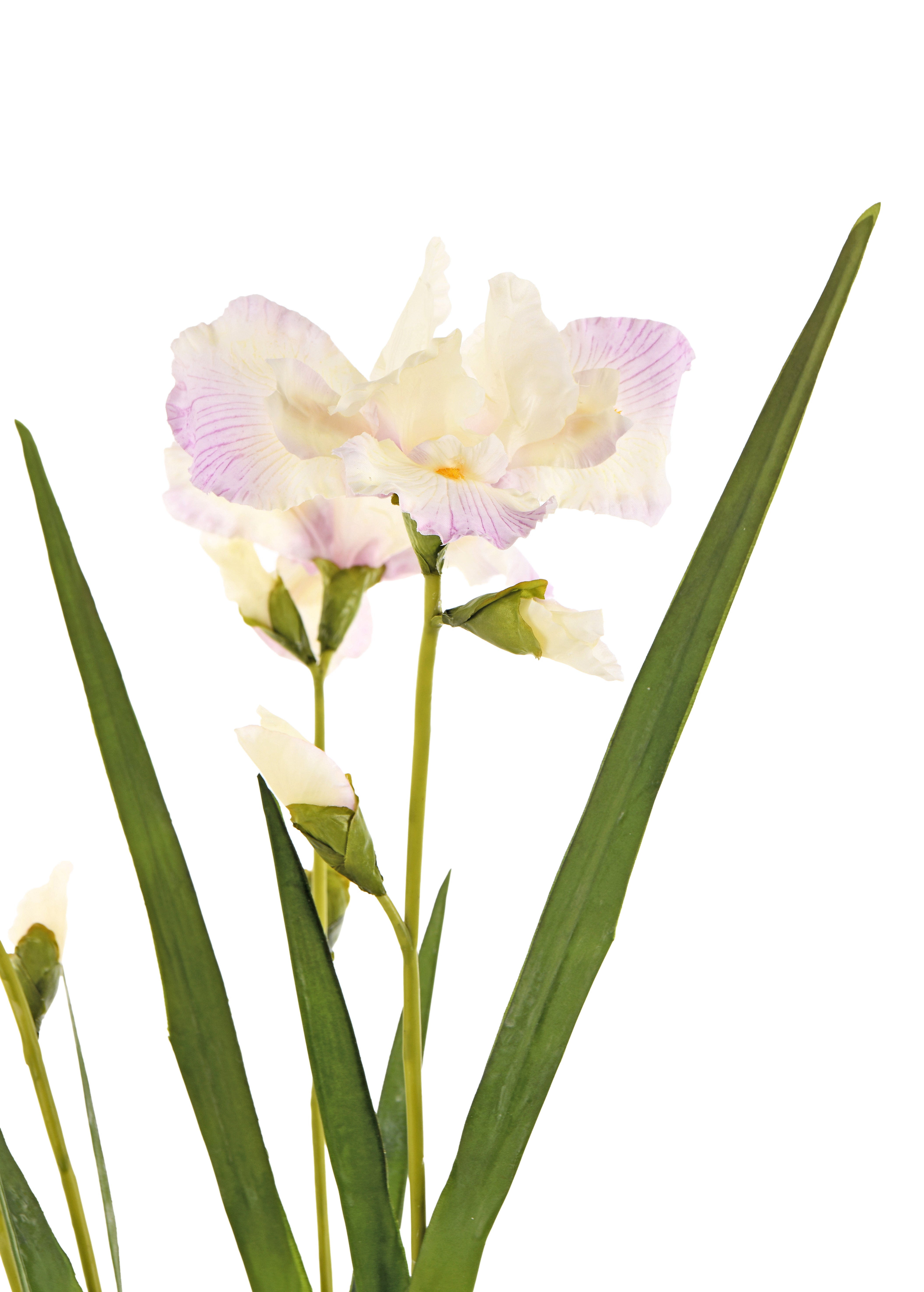 Iris. 90 cm
