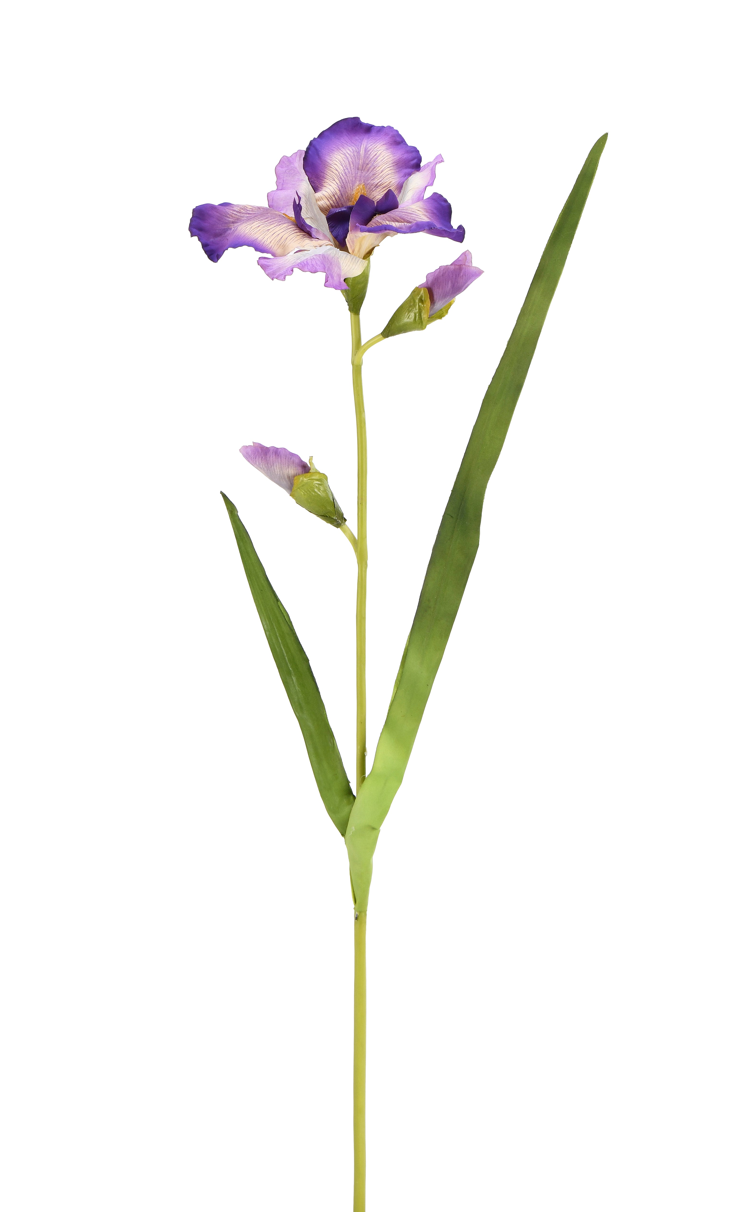 Iris. 90 cm