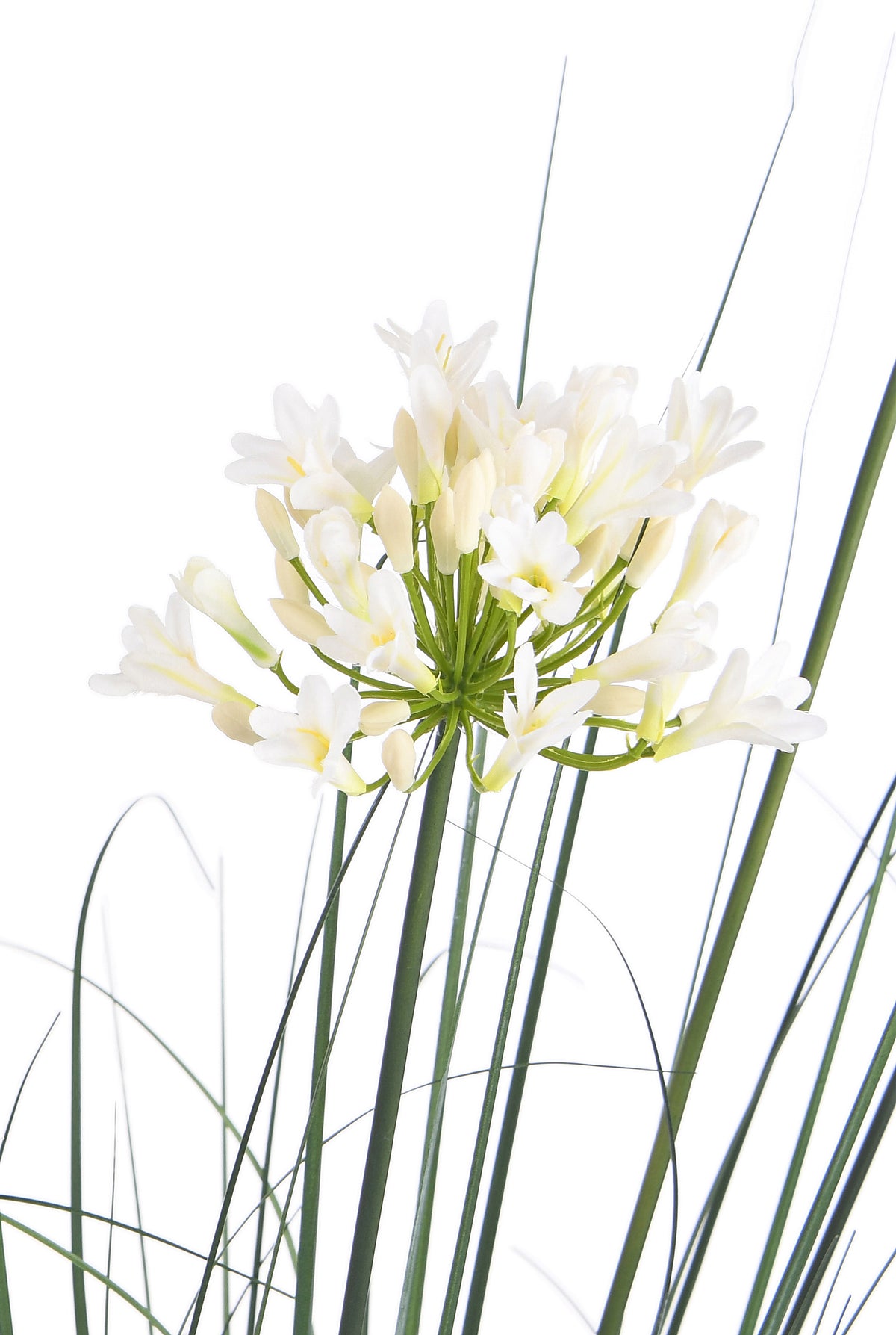 Agapanthus. 150 cm