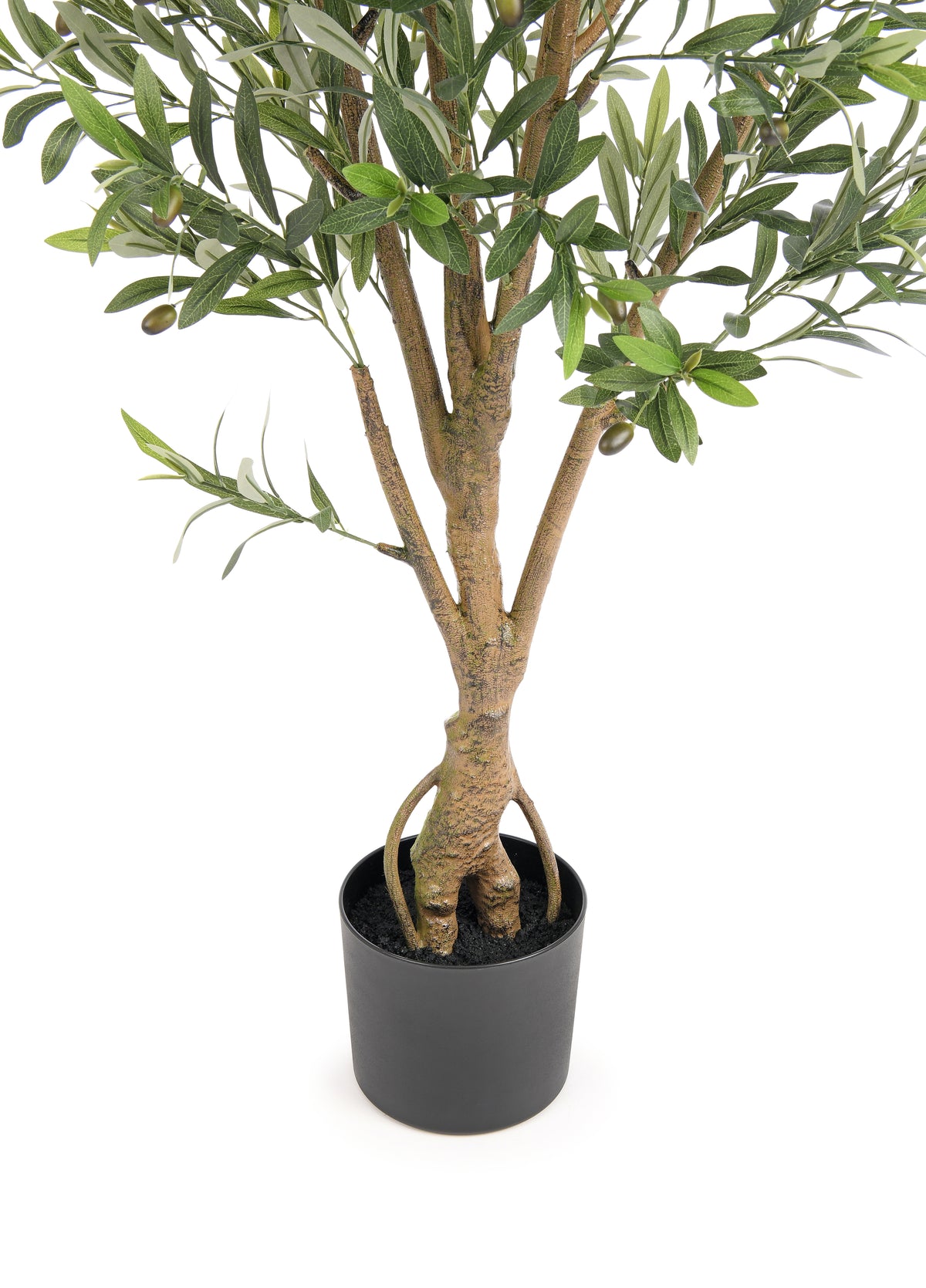 OLIVE TREE. 160 cm