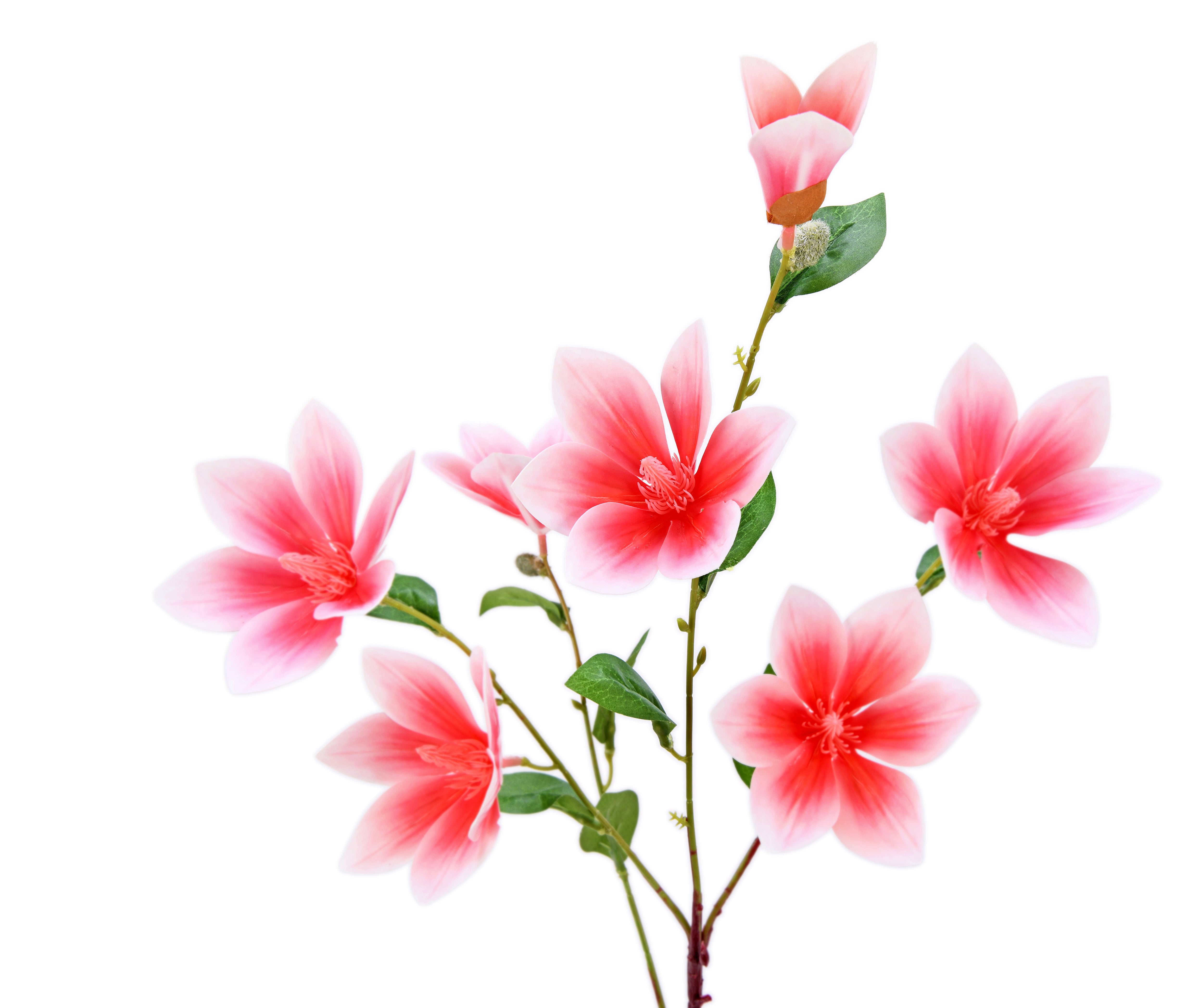 Magnolia. 81 cm
