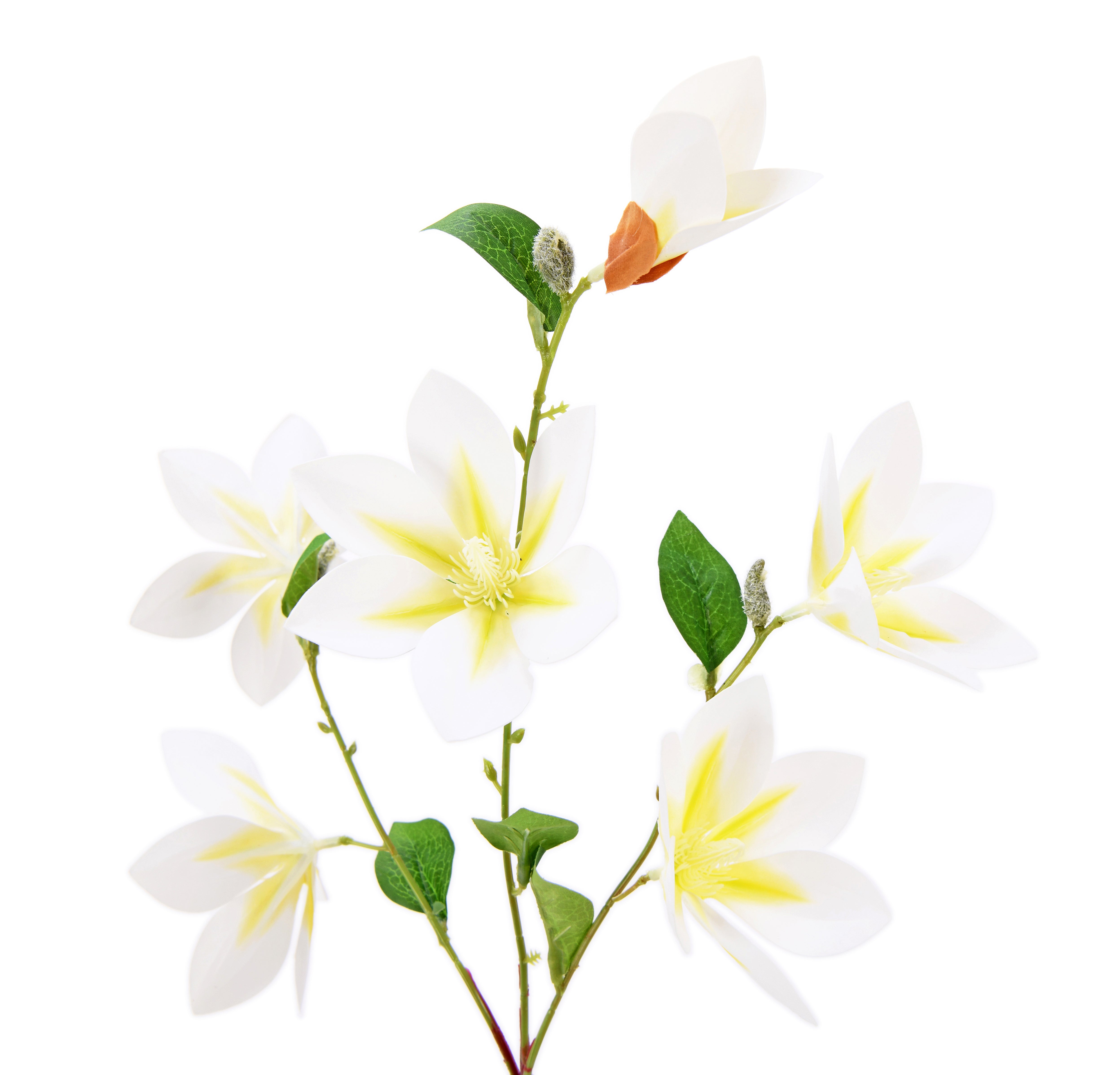 Magnolia. 81 cm
