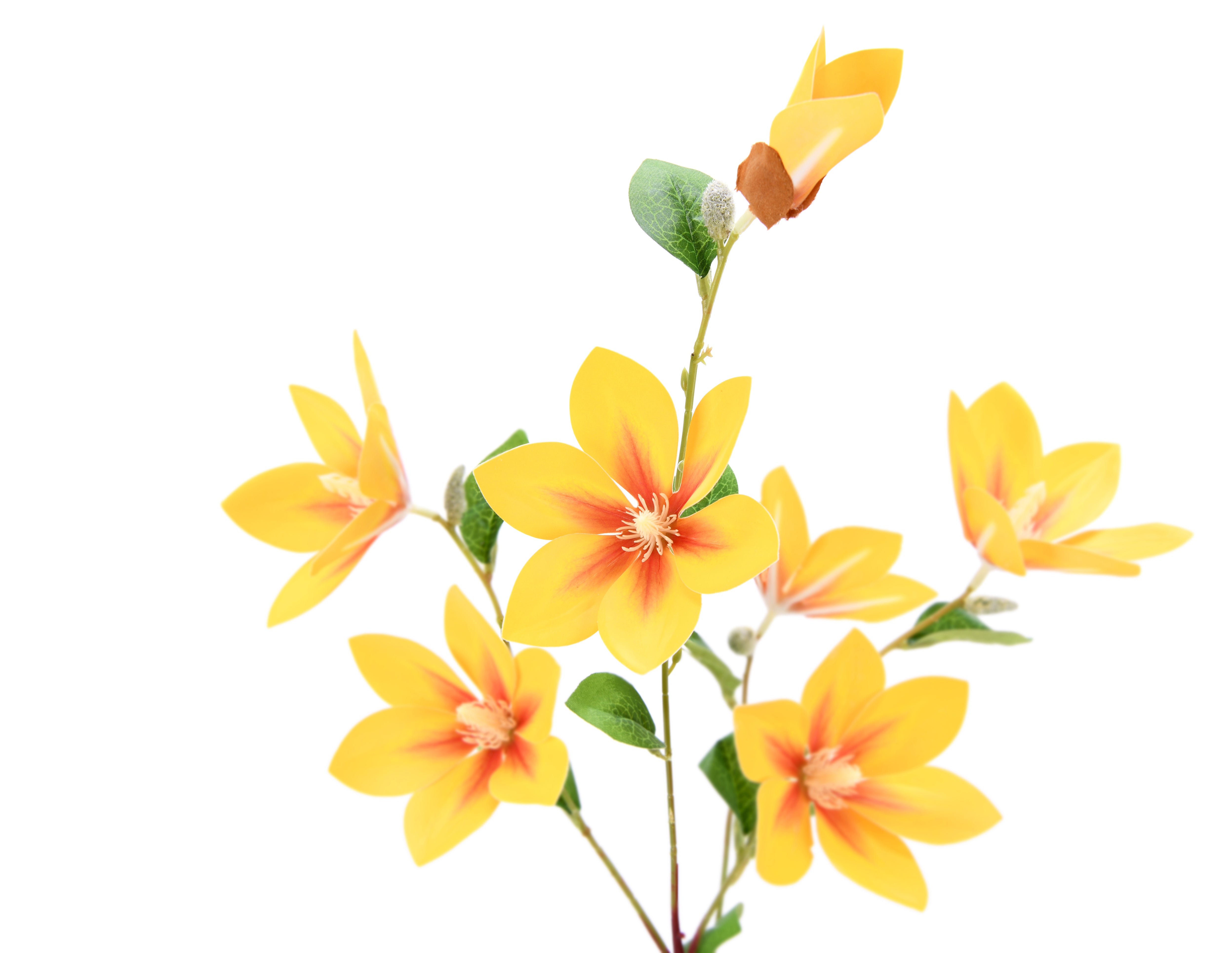 Magnolia. 81 cm