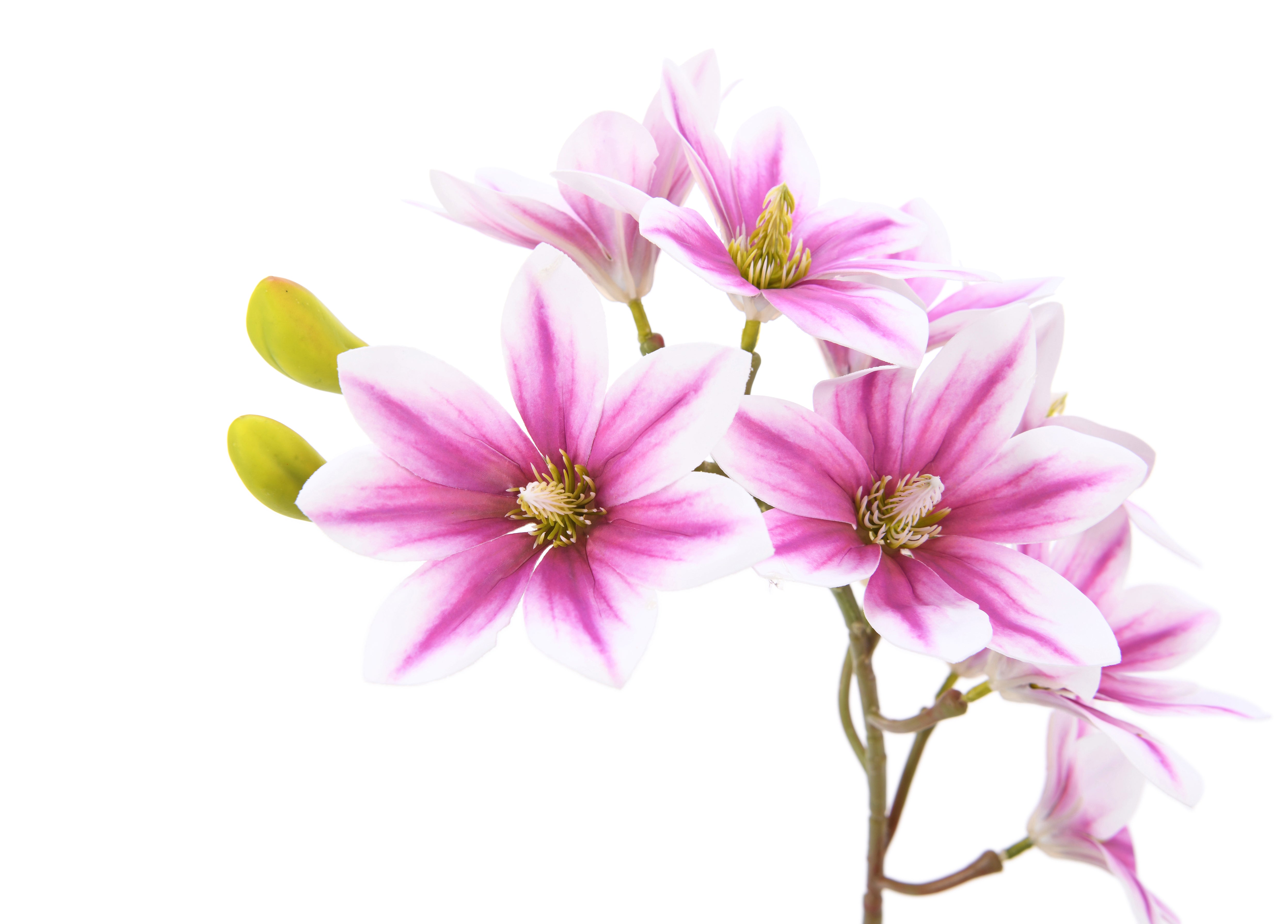 Magnolia. 75 cm