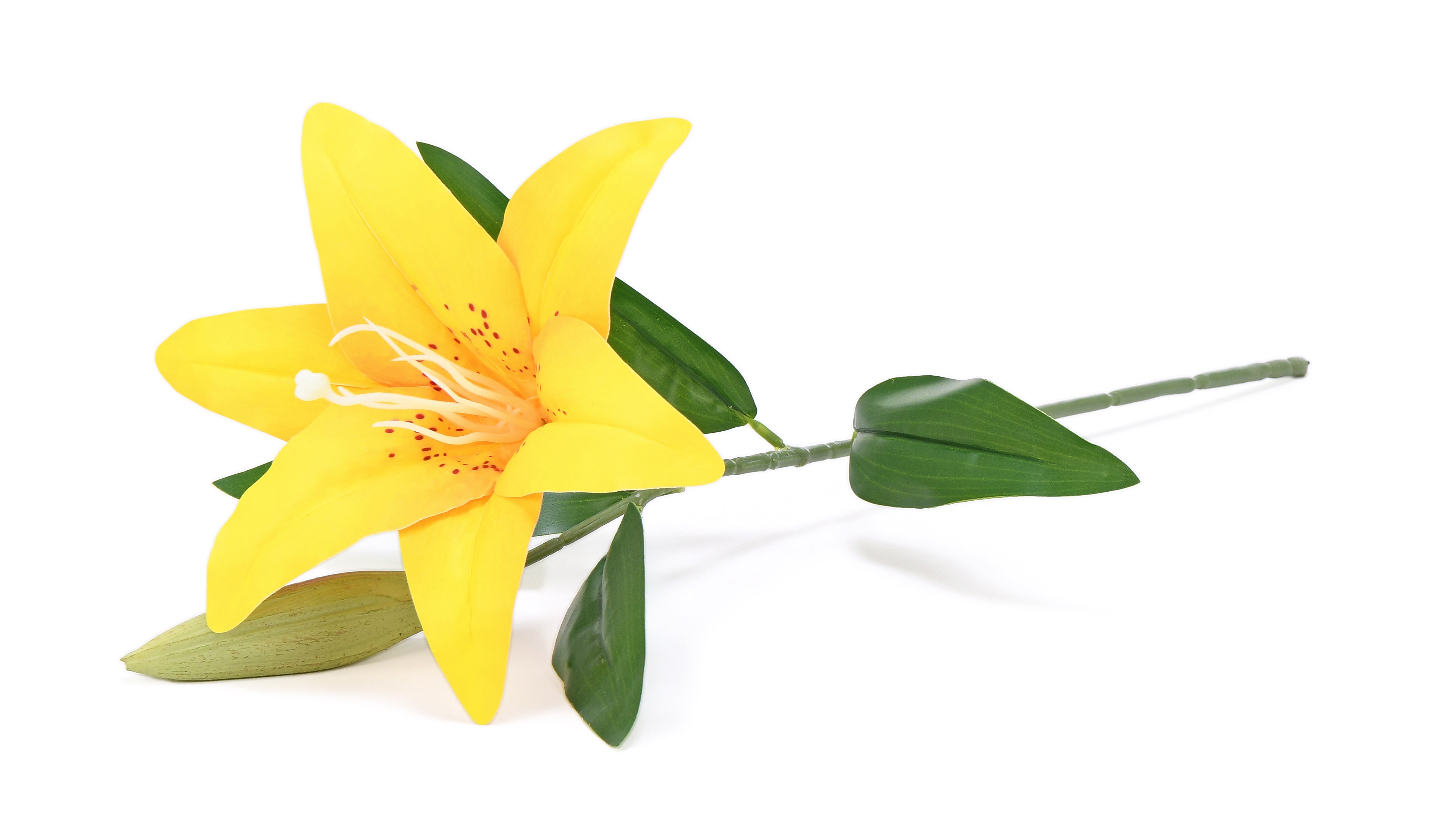 Lily. 51 cm