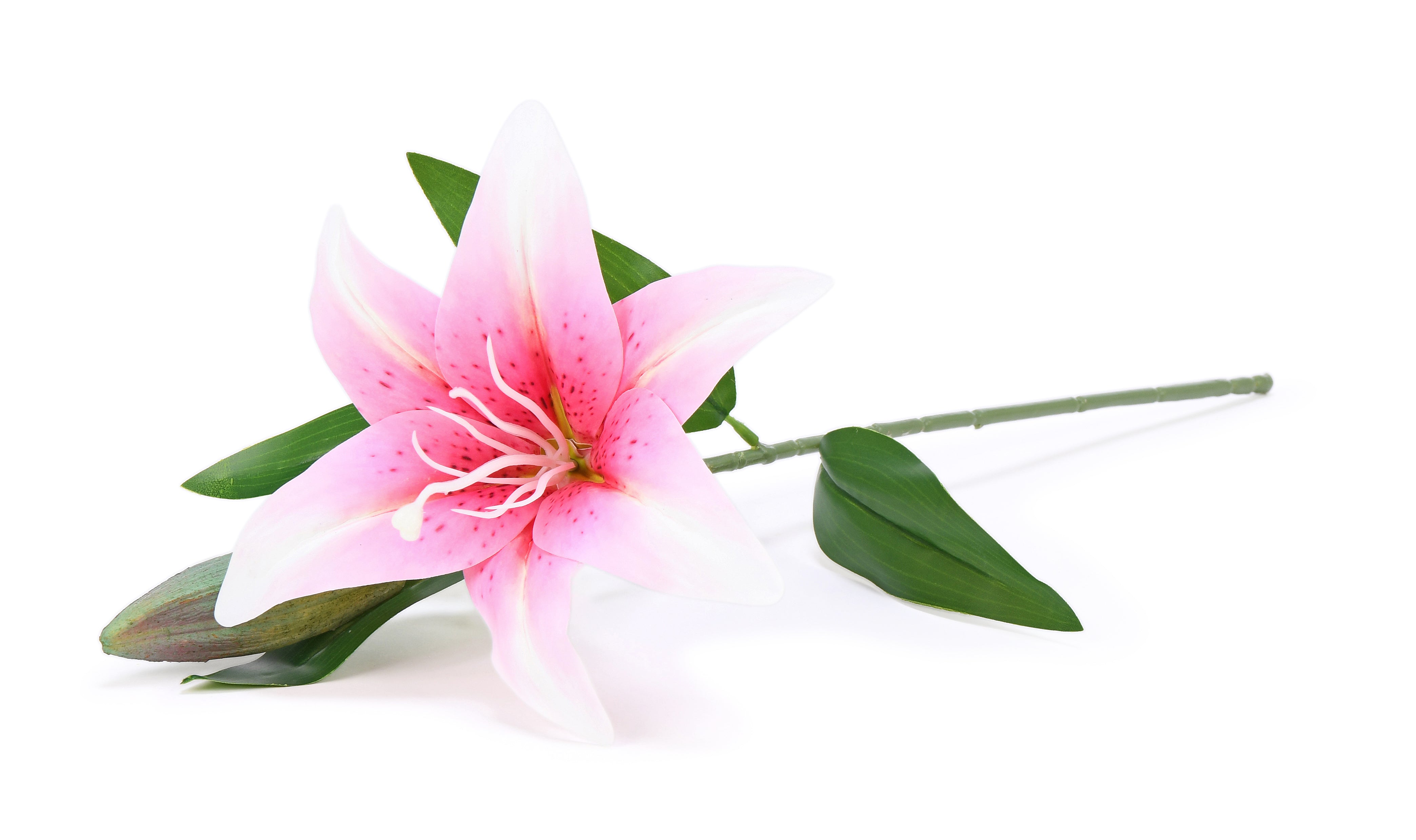 Lily. 51 cm