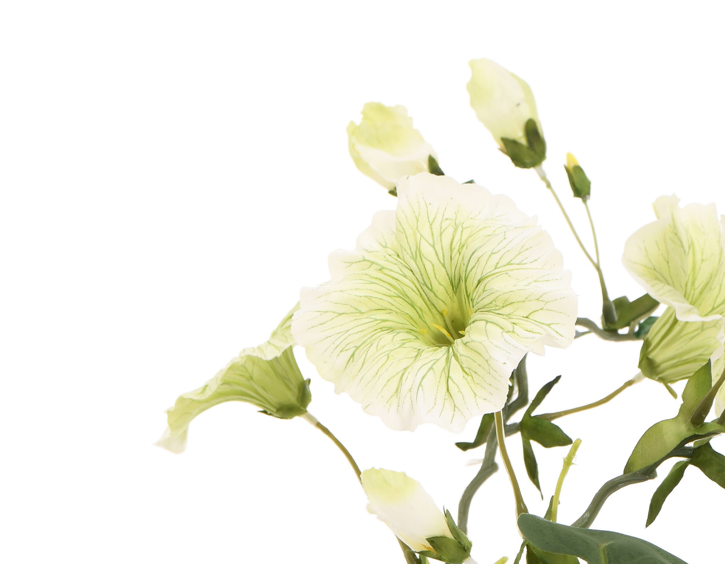 Trumpet Flower. 40 cm