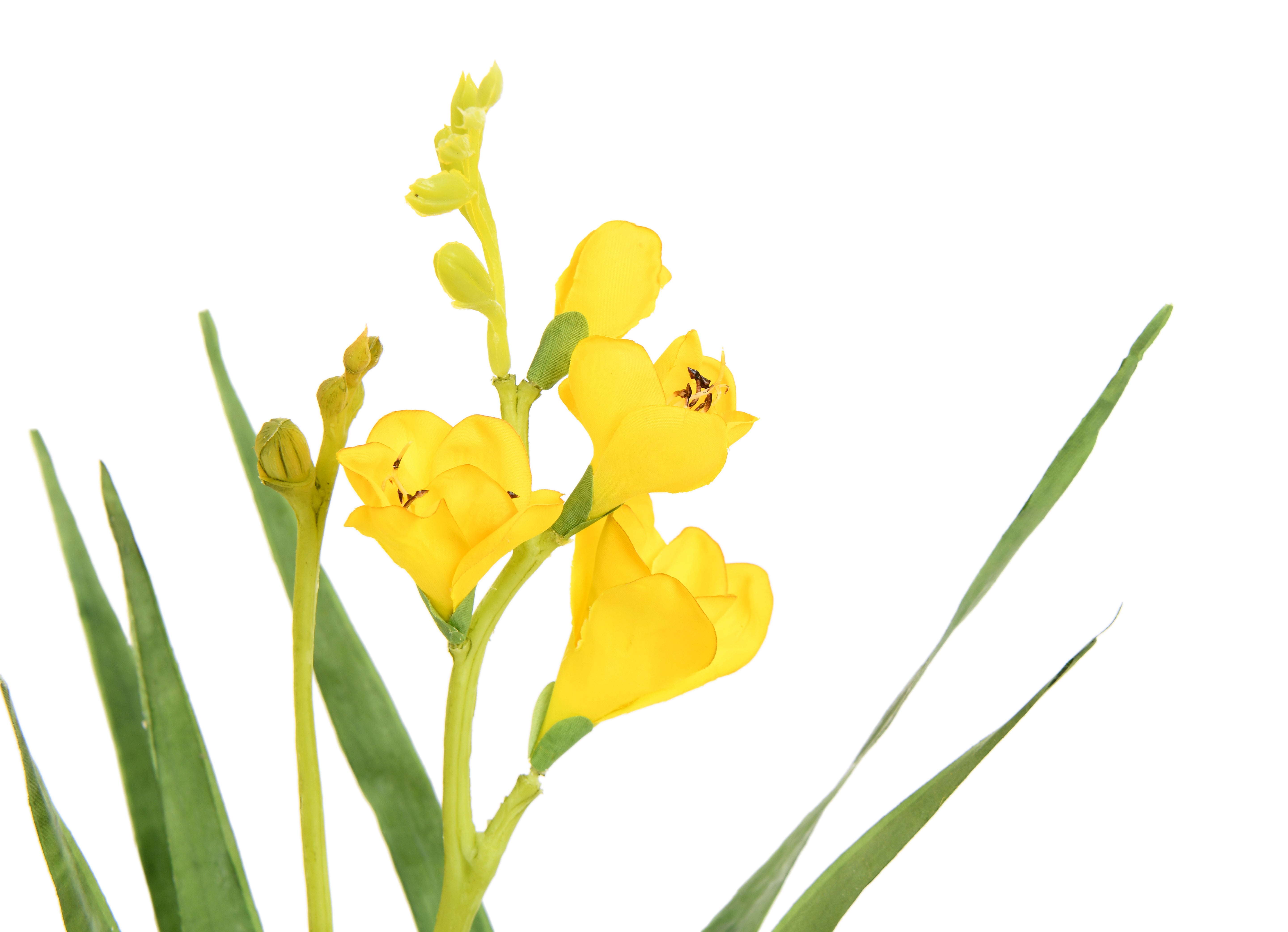 Narcissus. 57 cm