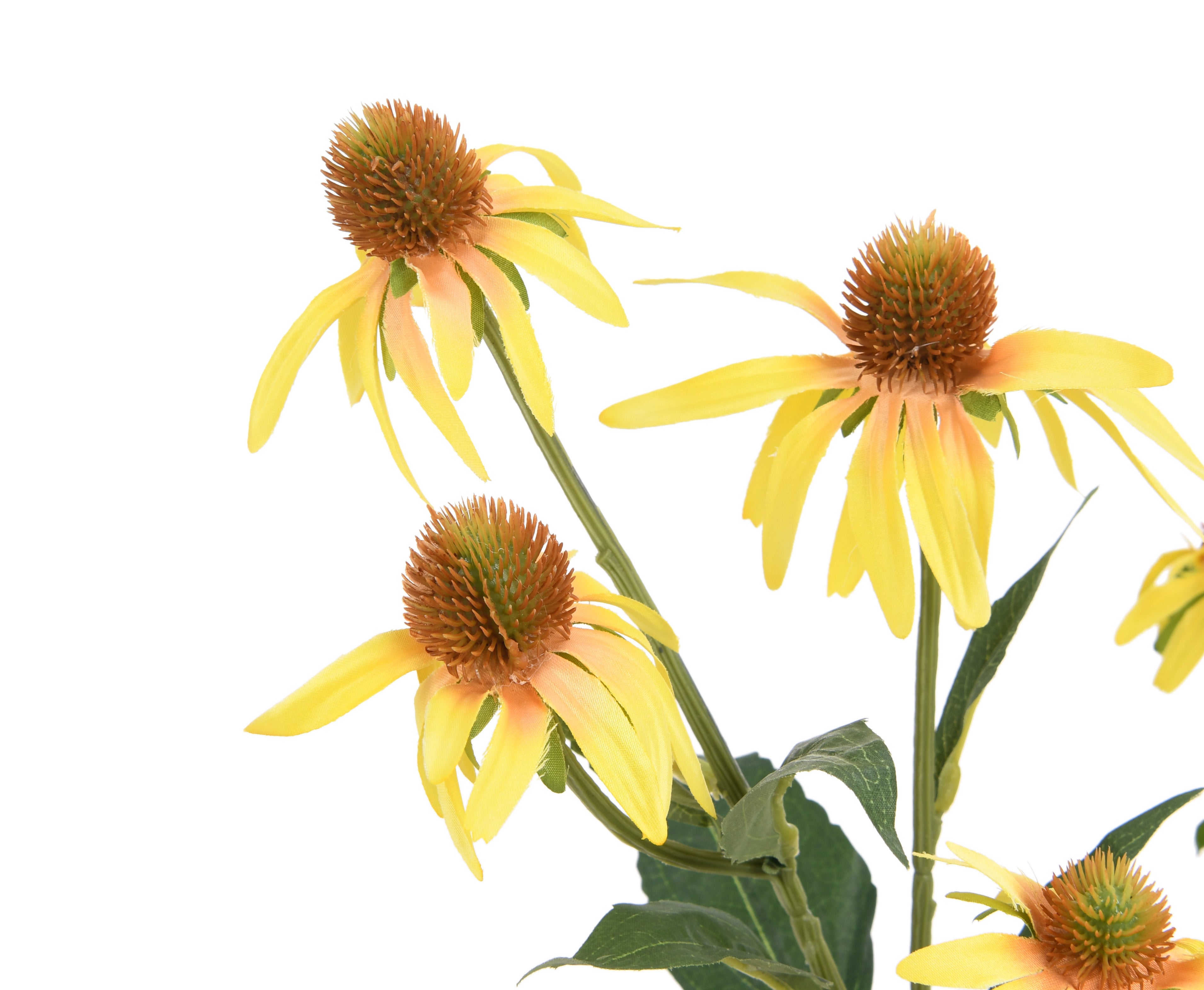 Chrysanthemum. 73 cm