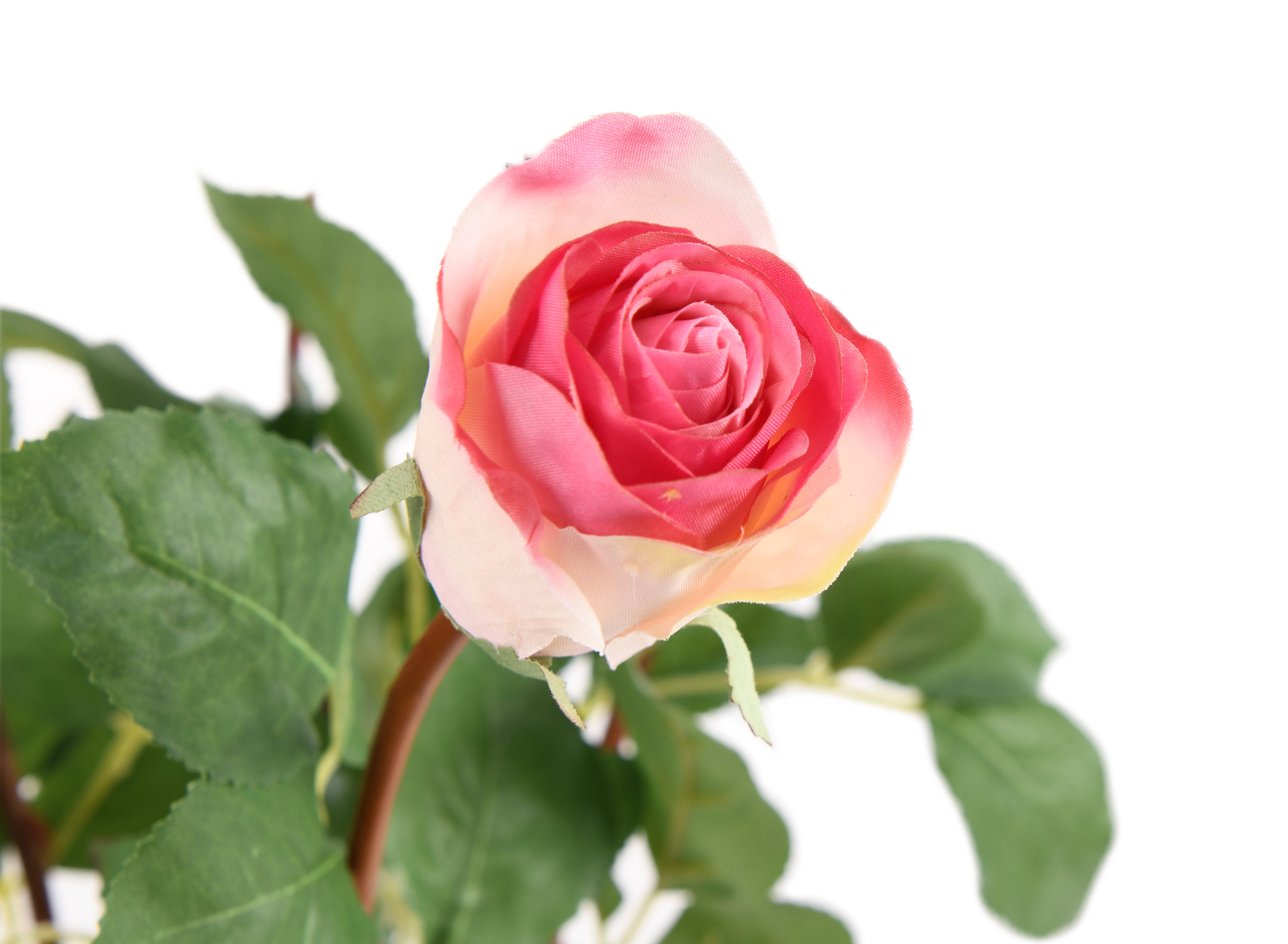Rose. 51 cm