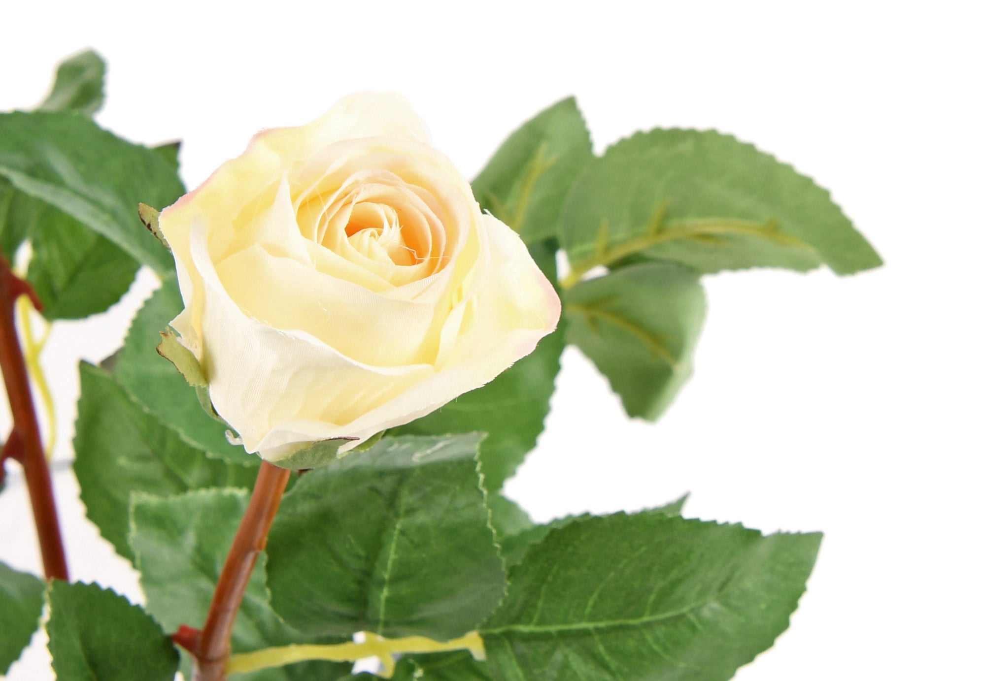Rose. 51 cm