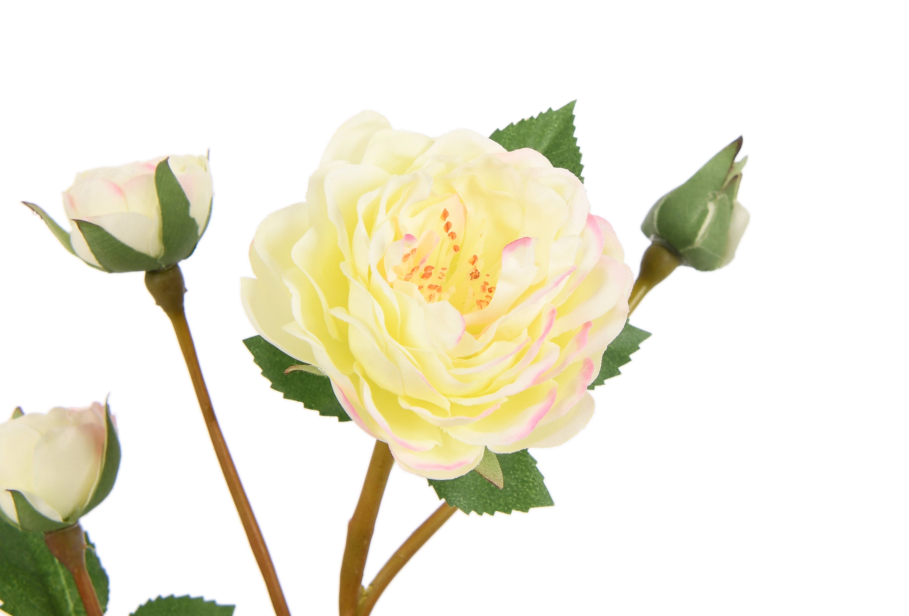 Rose. 54 cm