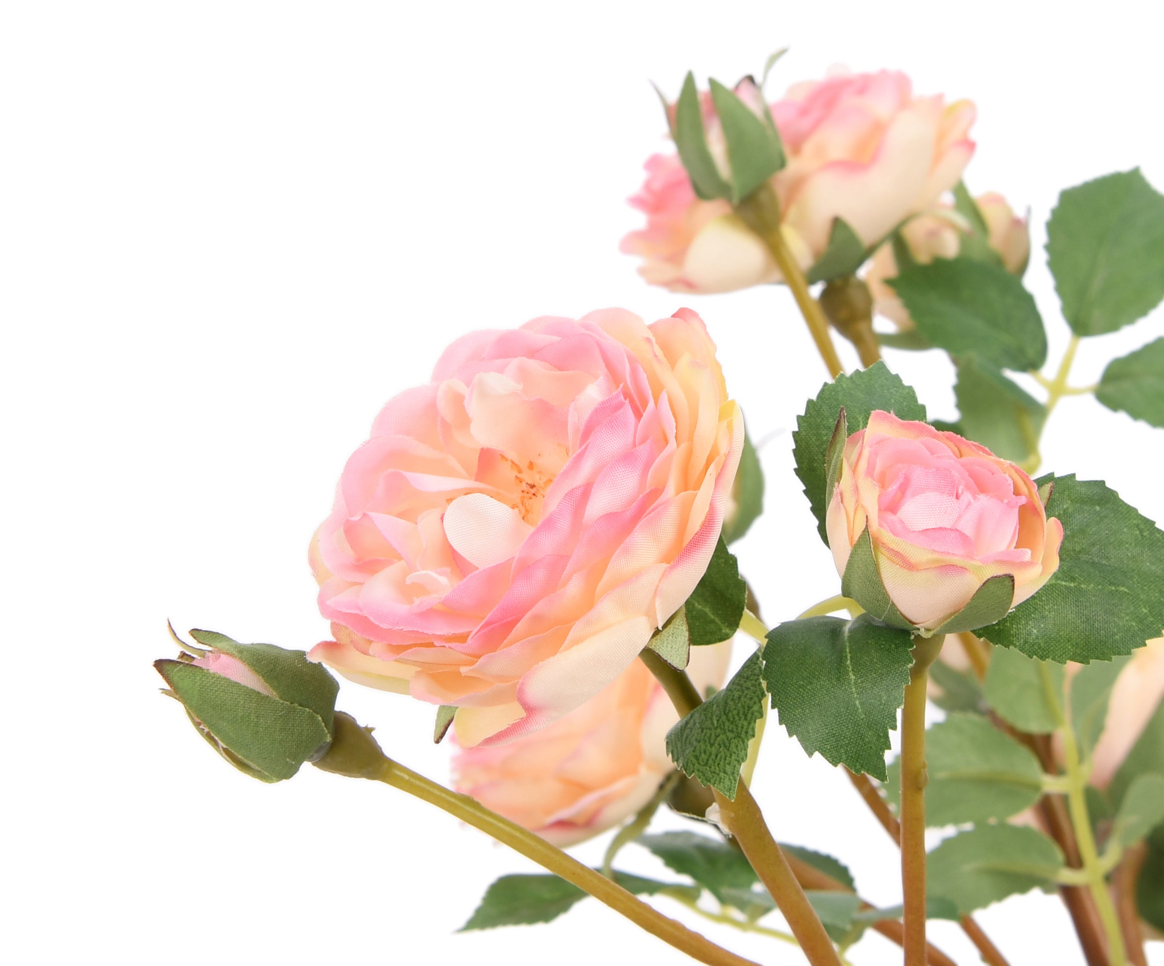 Rose. 54 cm