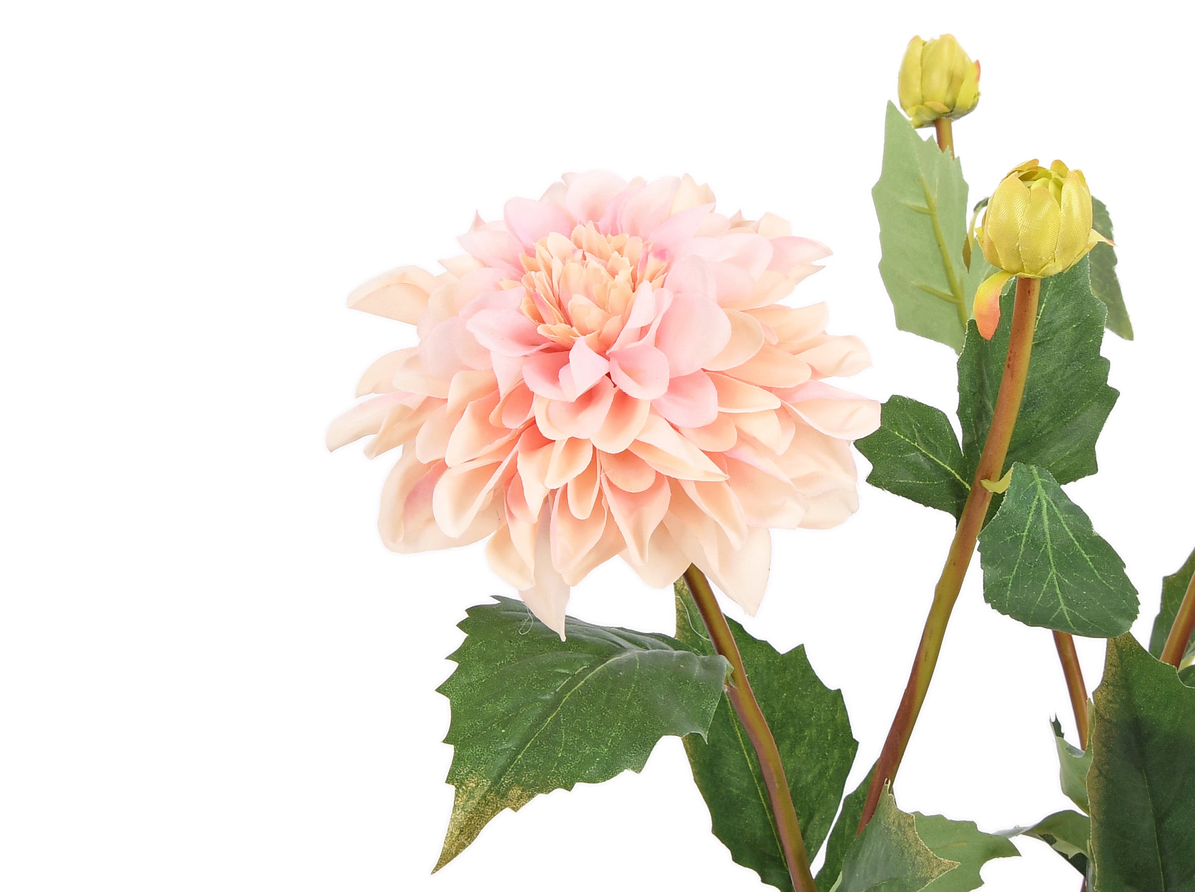 Dahlia. 60 cm