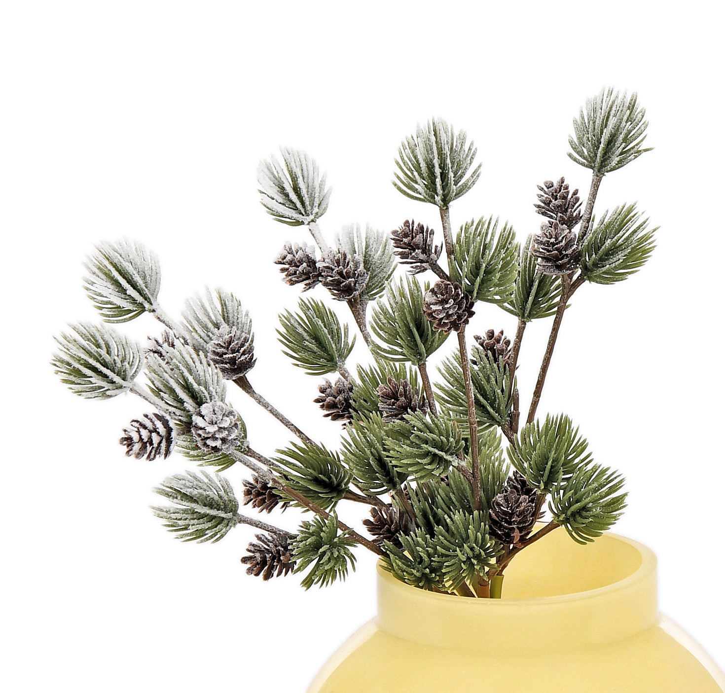 Bunch of Pine with Cone