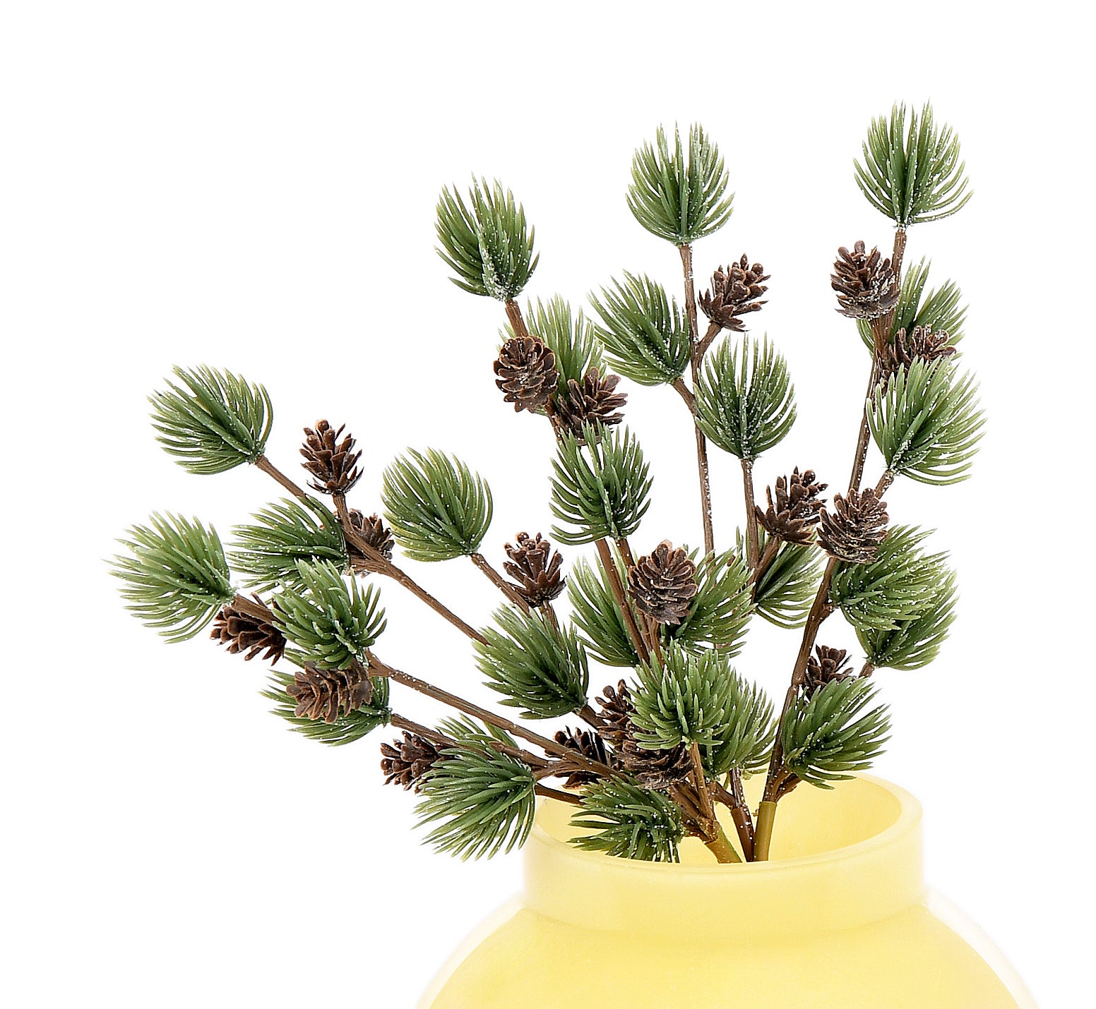 Bunch of Pine with Cone