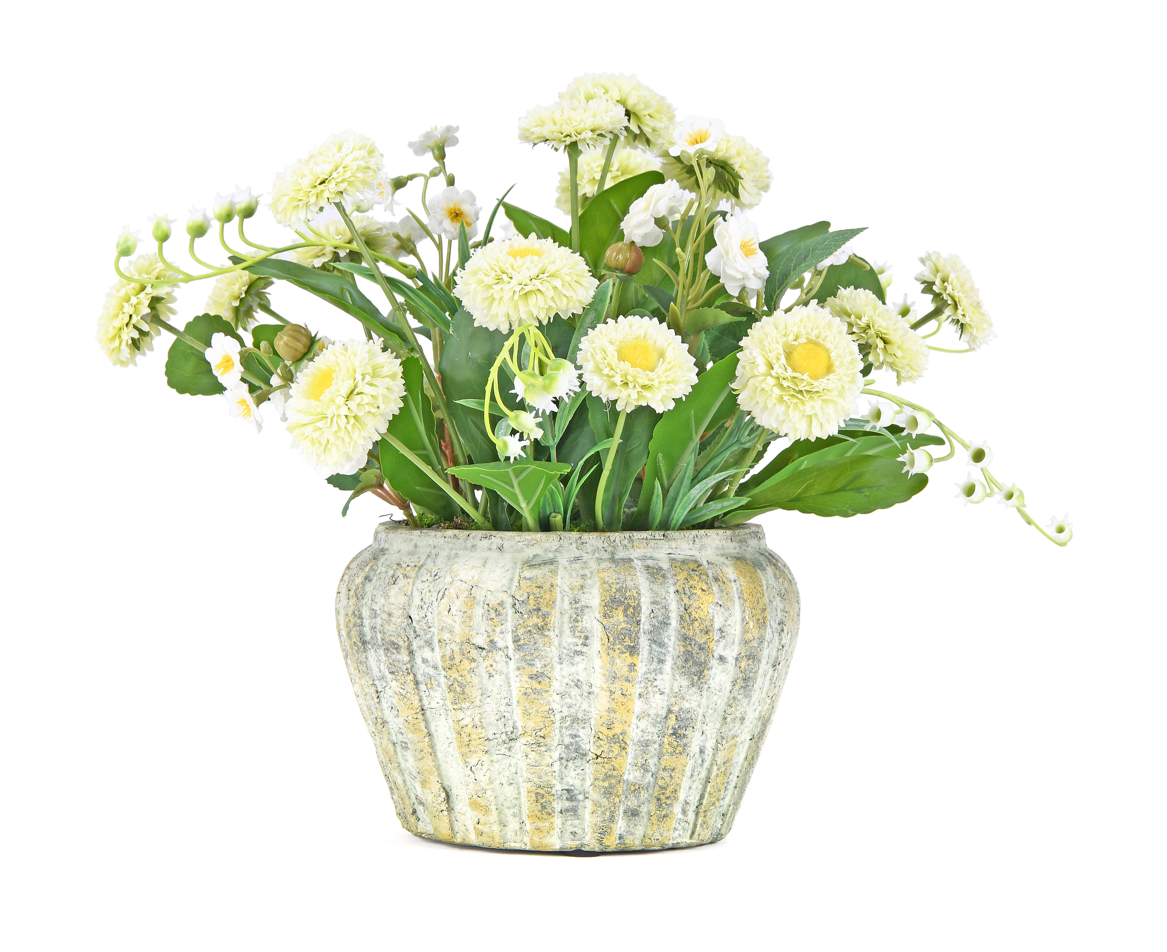 Chinese Aster. 57 cm