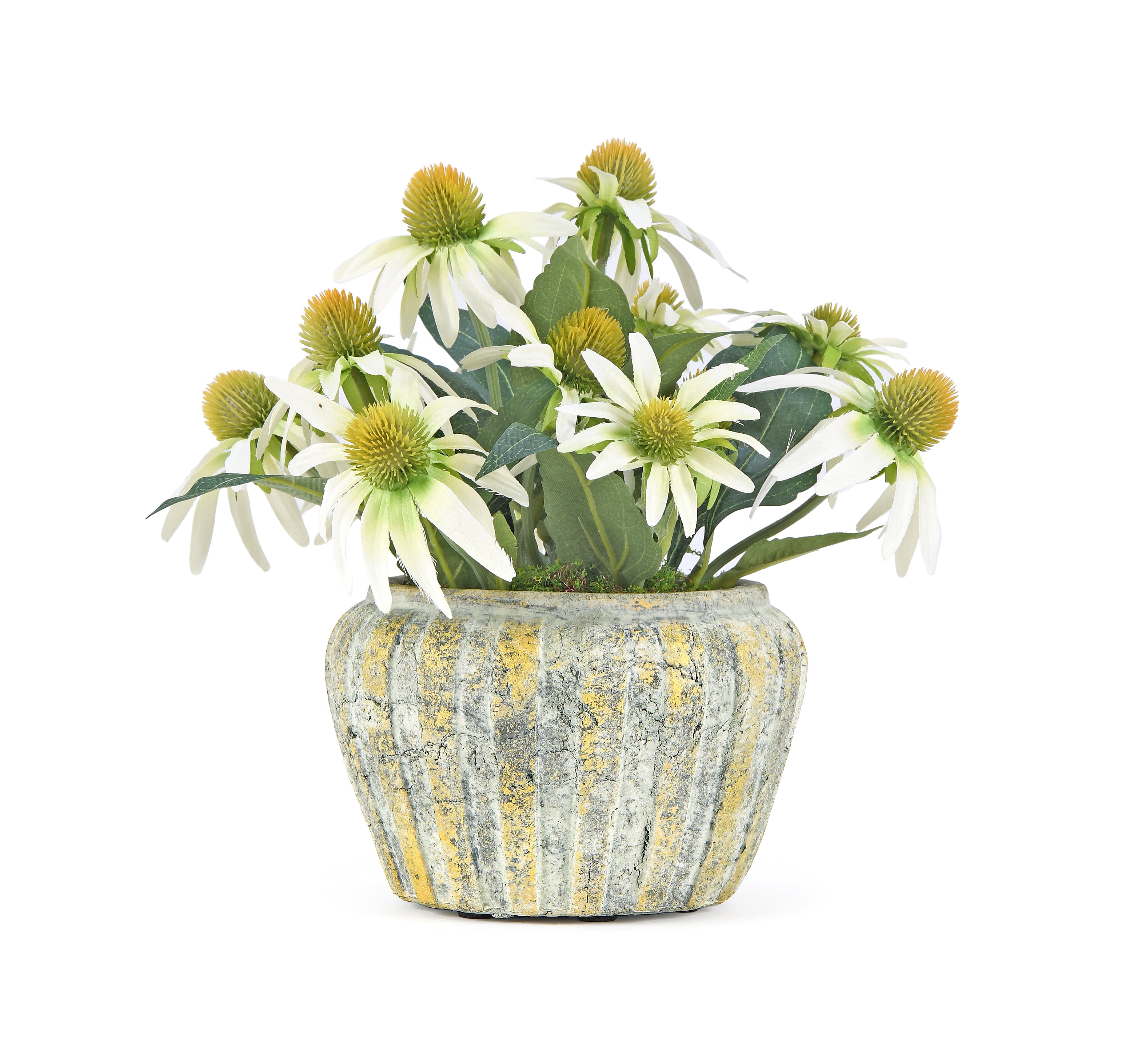 Chrysanthemum. 73 cm