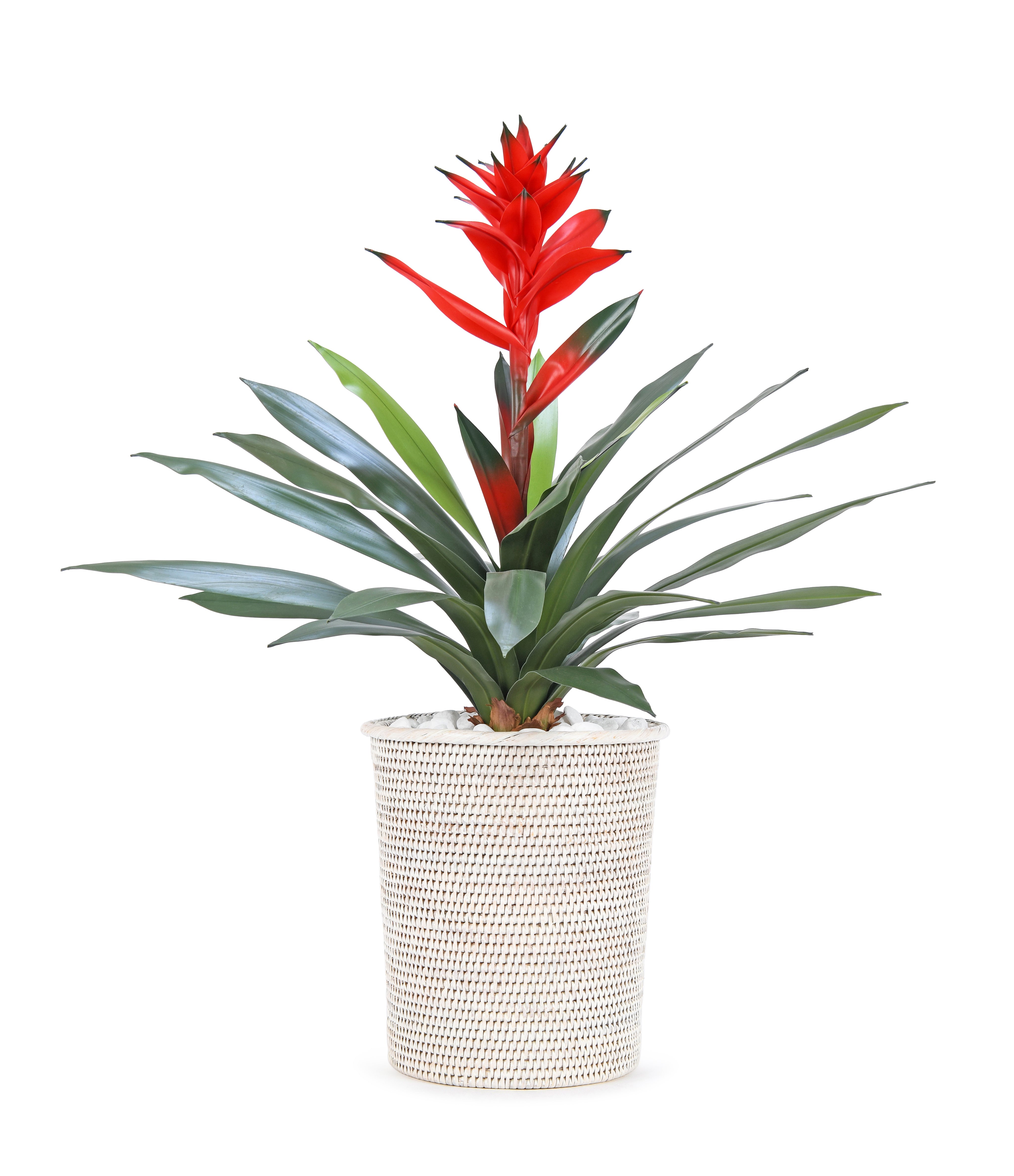 Bromeliad. 70 cm