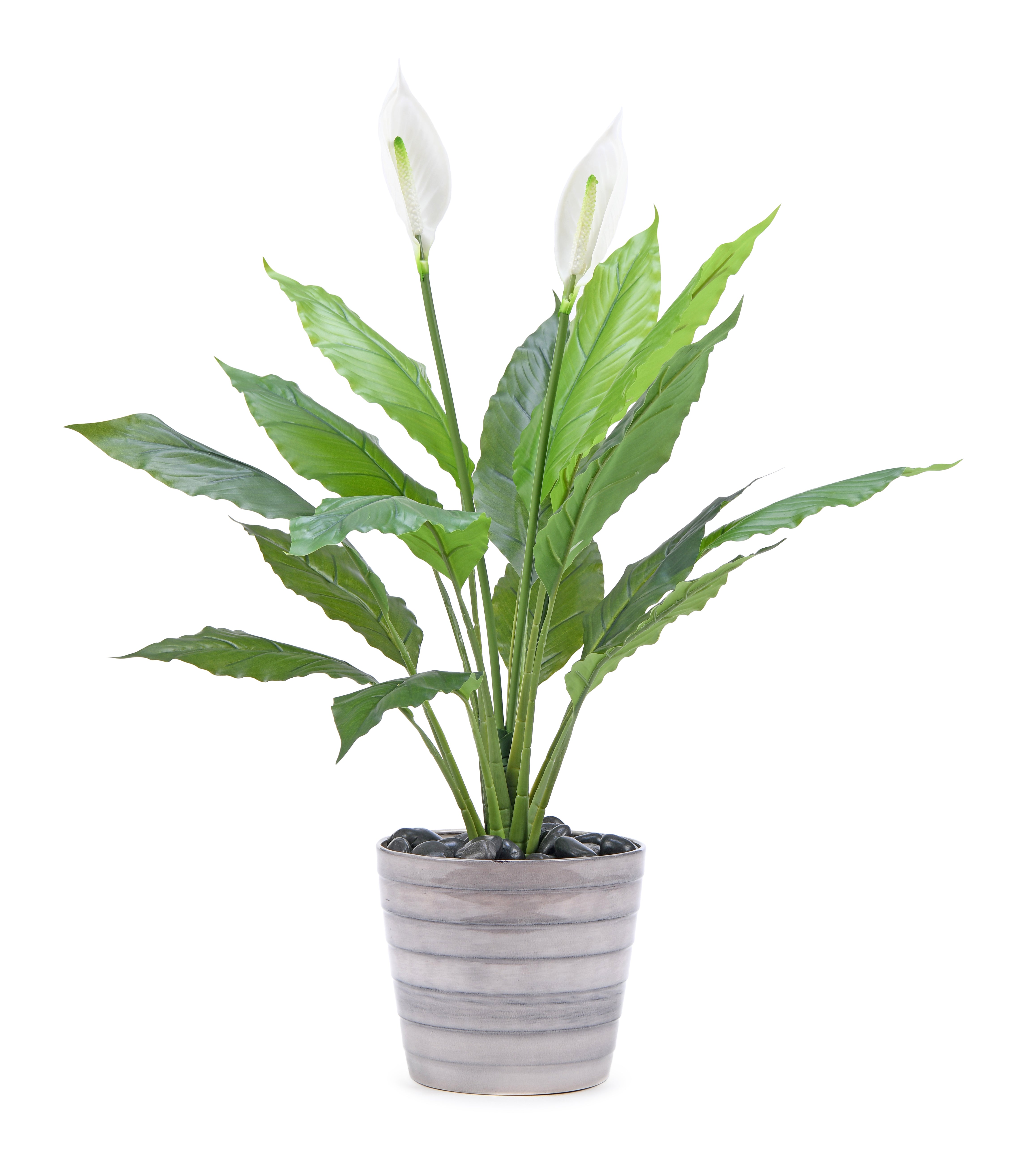 Peace Lily. 78 cm