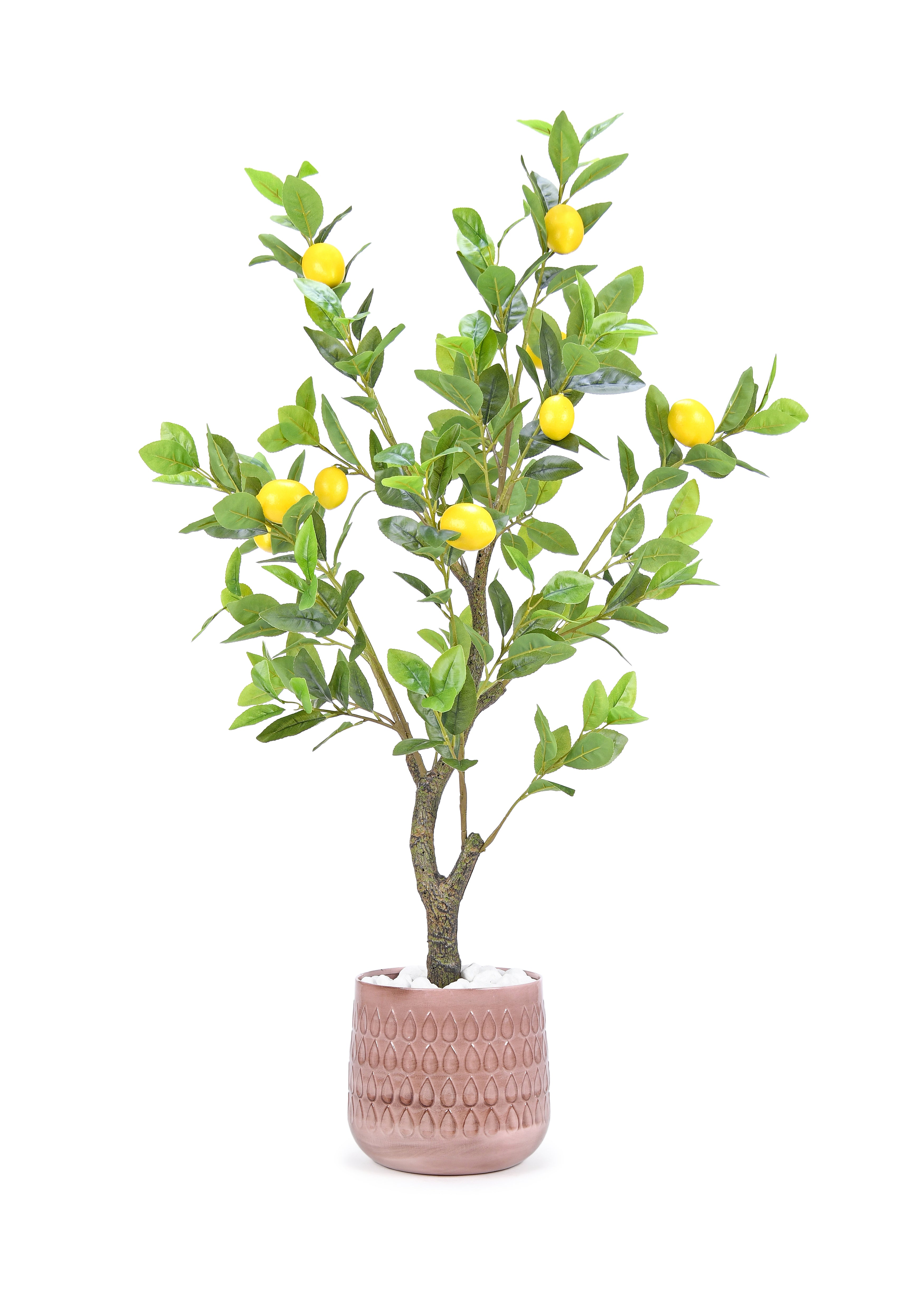Lemon Tree. 115 cm
