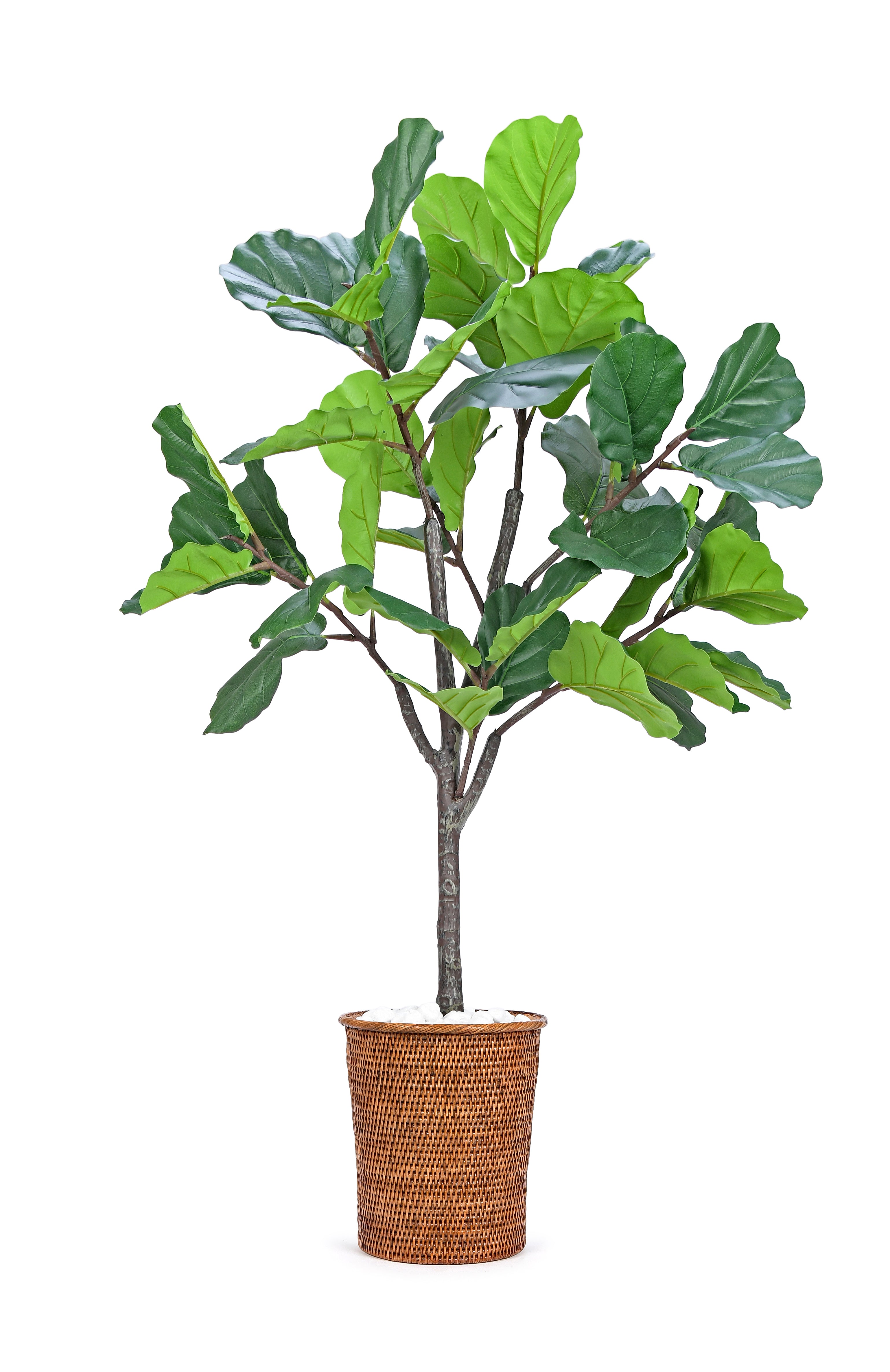 Fiddle Leaf. 120 cm