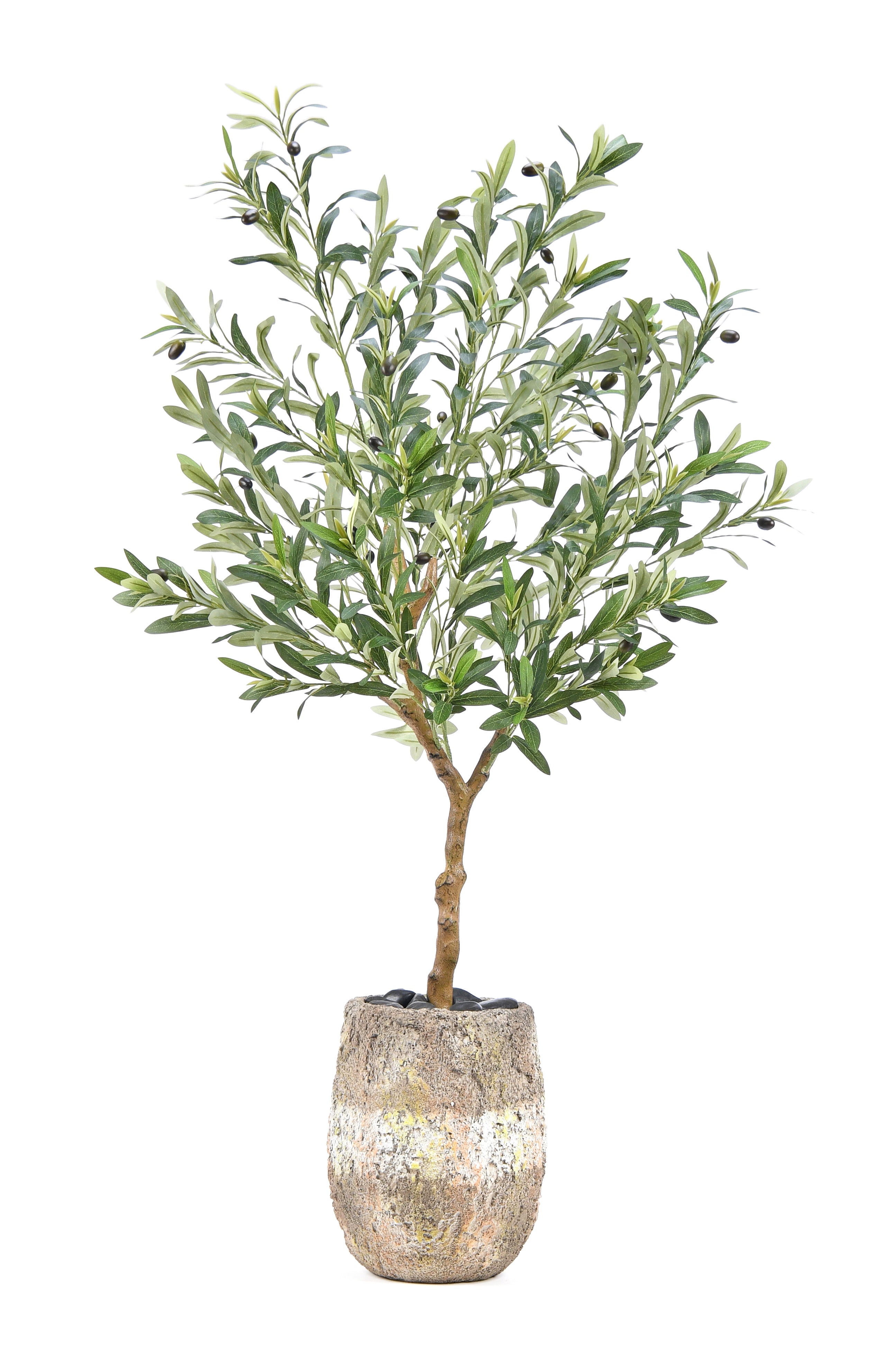 Olive Tree. 120 cm
