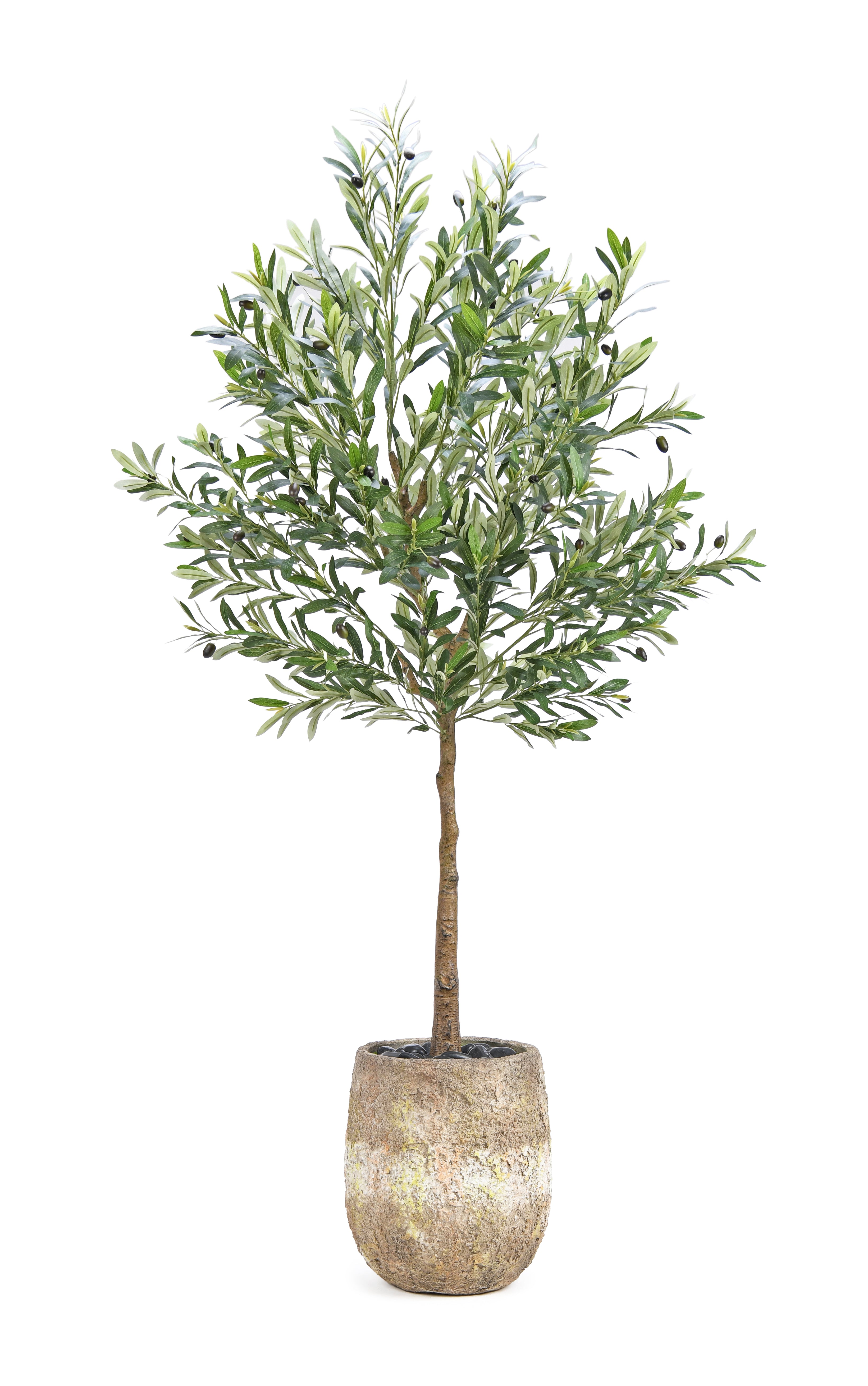 Olive Tree. 165 cm