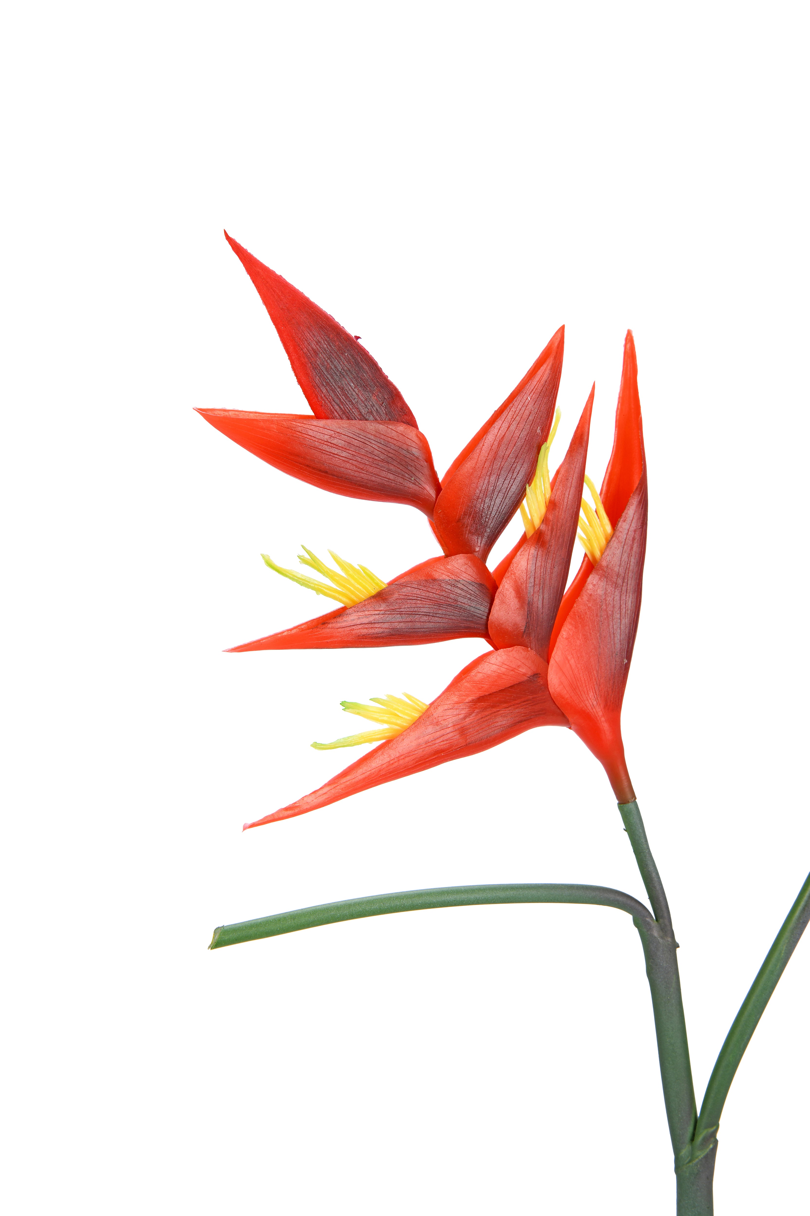 Lobster-claws. 86 cm