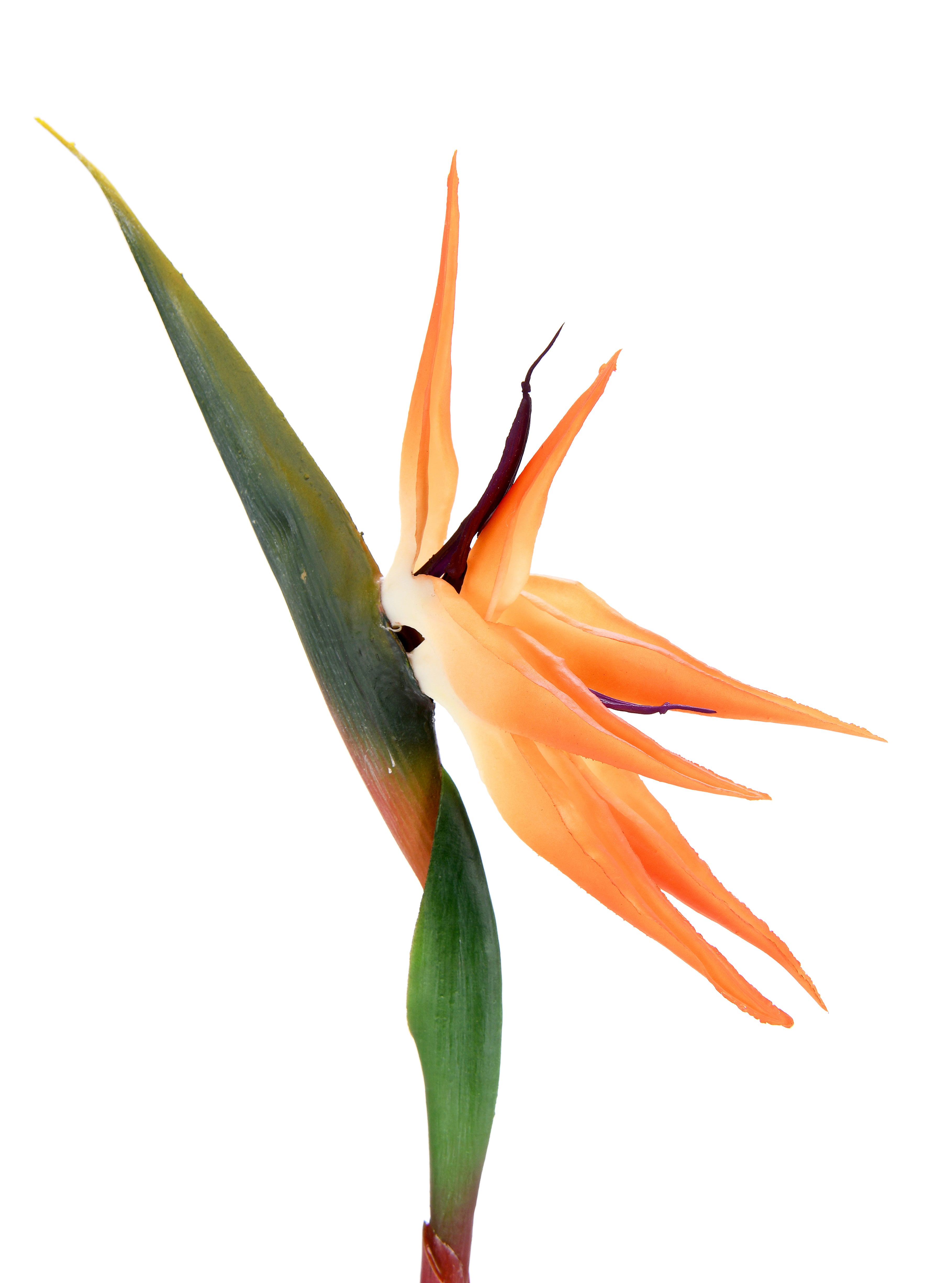 Bird of Paradise. 98 cm