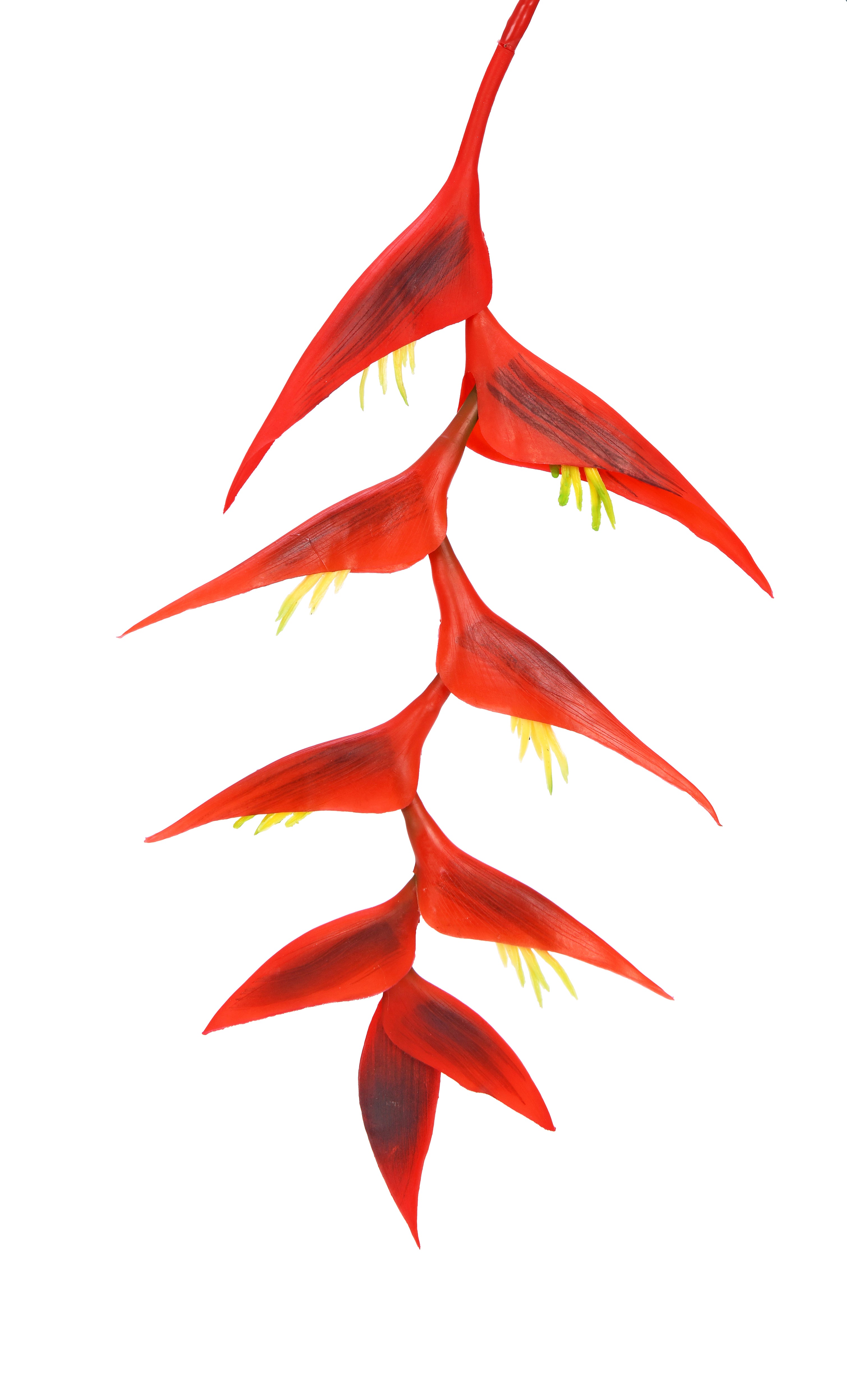 Hanging Lobster-claws. 135 cm