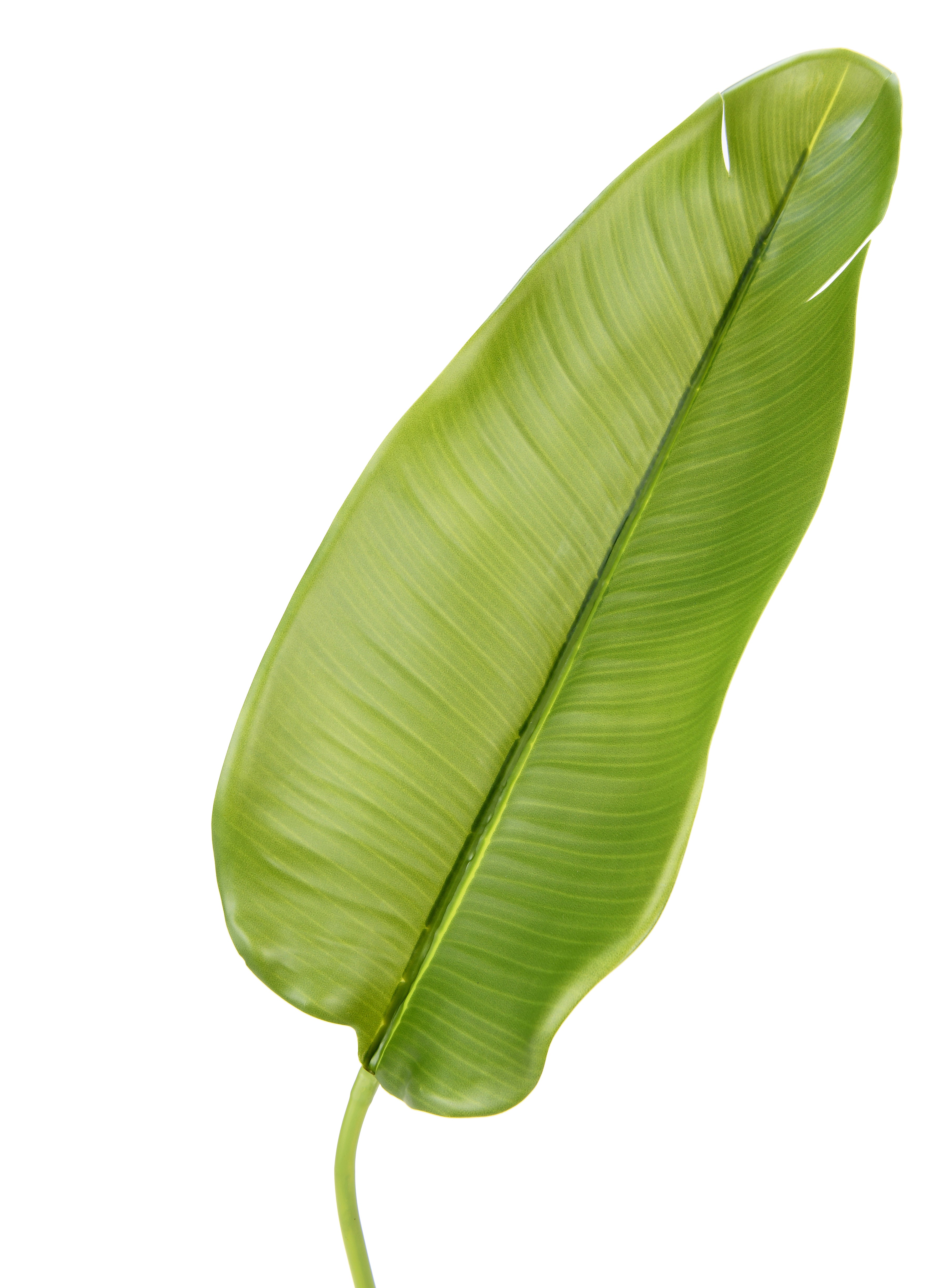 Leaf of Bird of Paradise. 18 cm