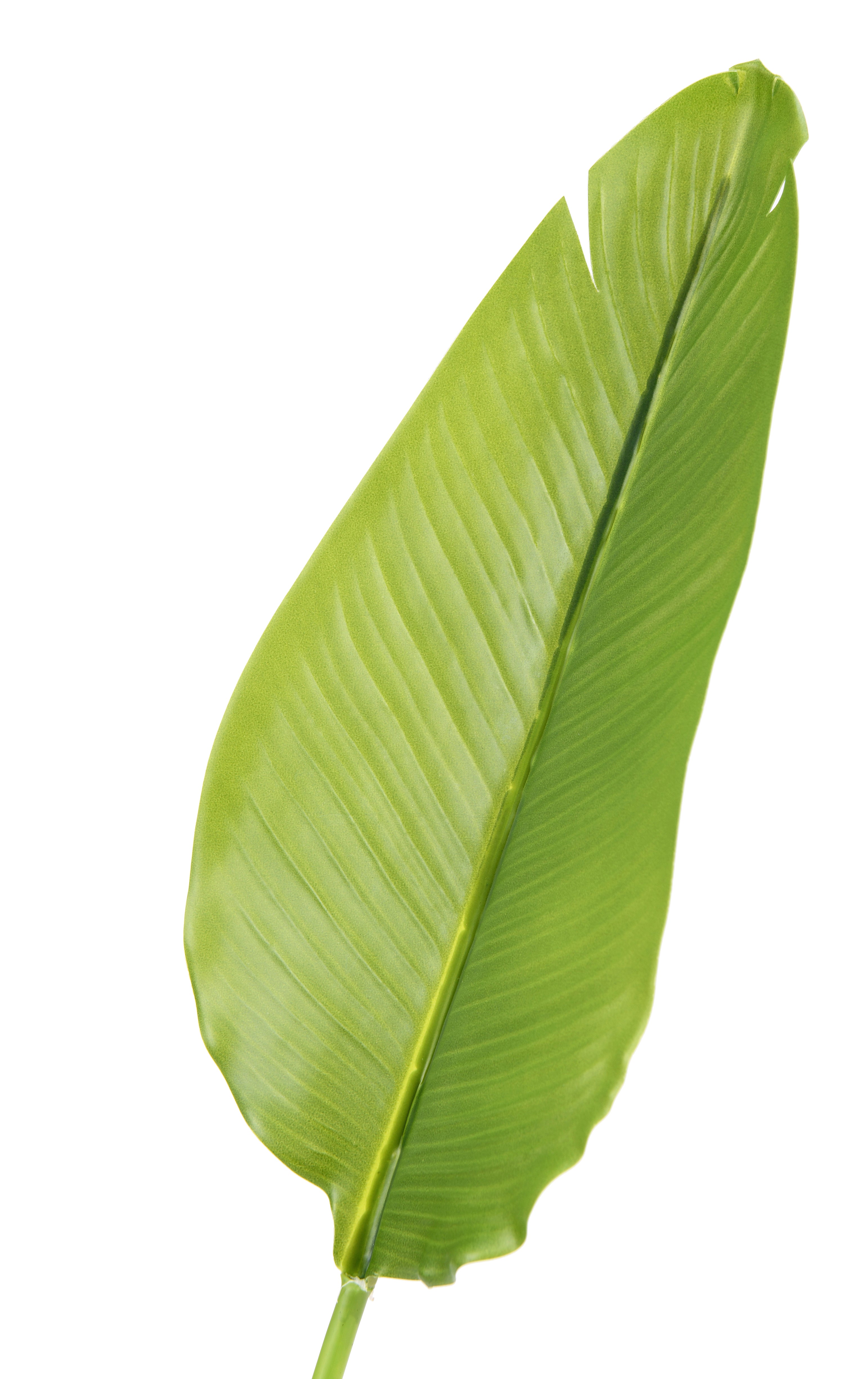 Leaf of Bird of Paradise. 20 cm