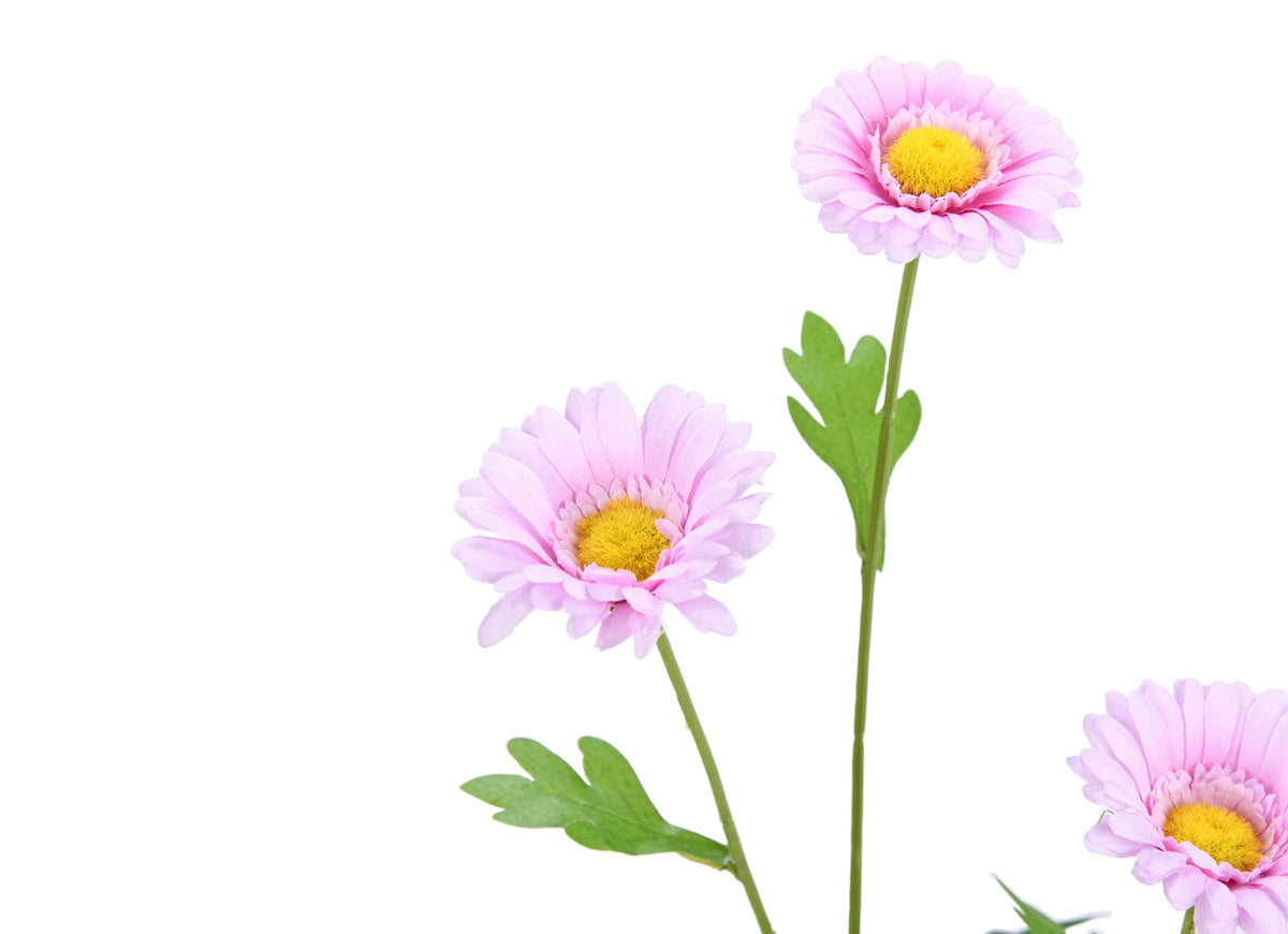 Daisy. 57 cm