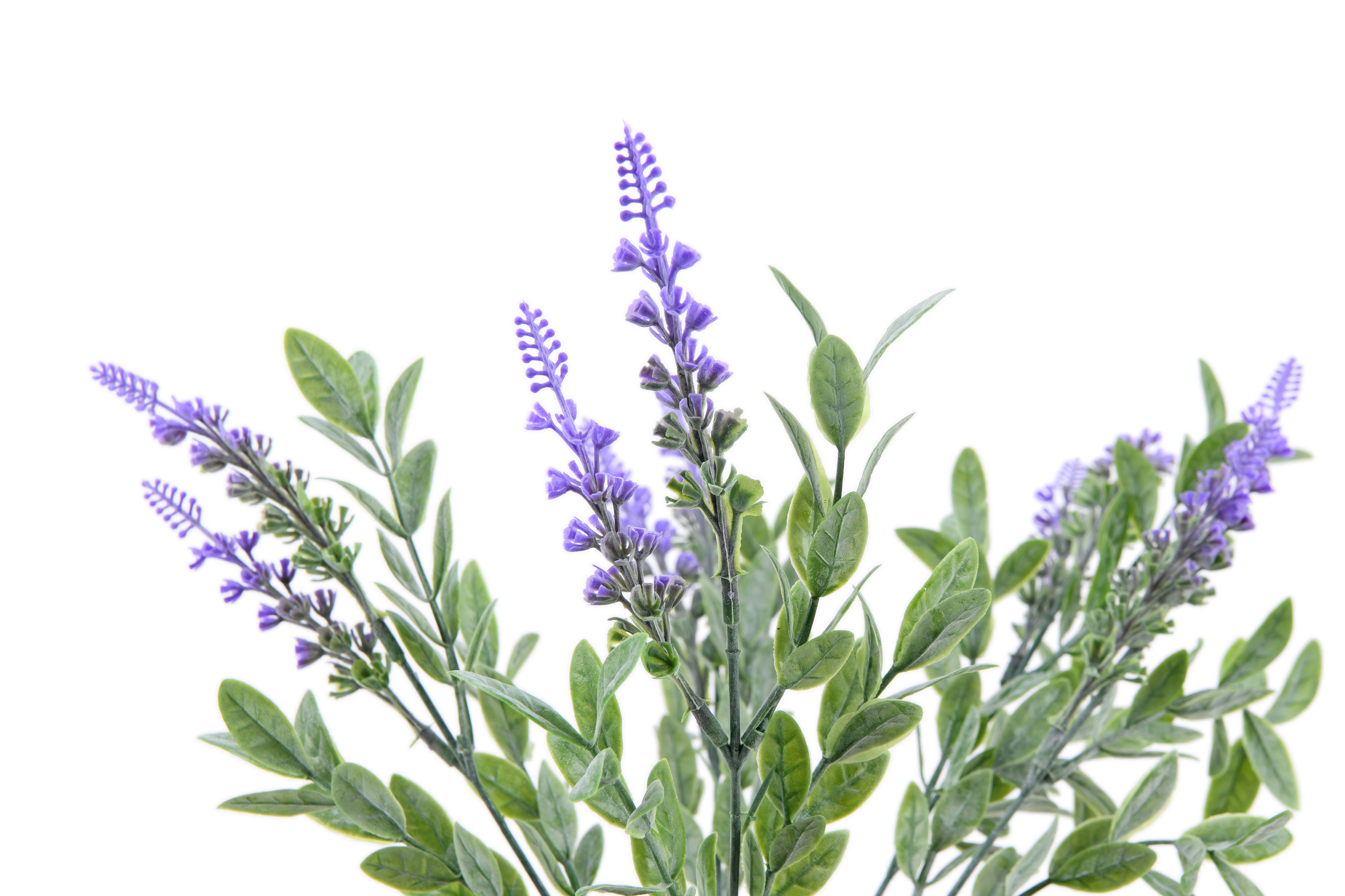 Bunch of Lavender. 36 cm